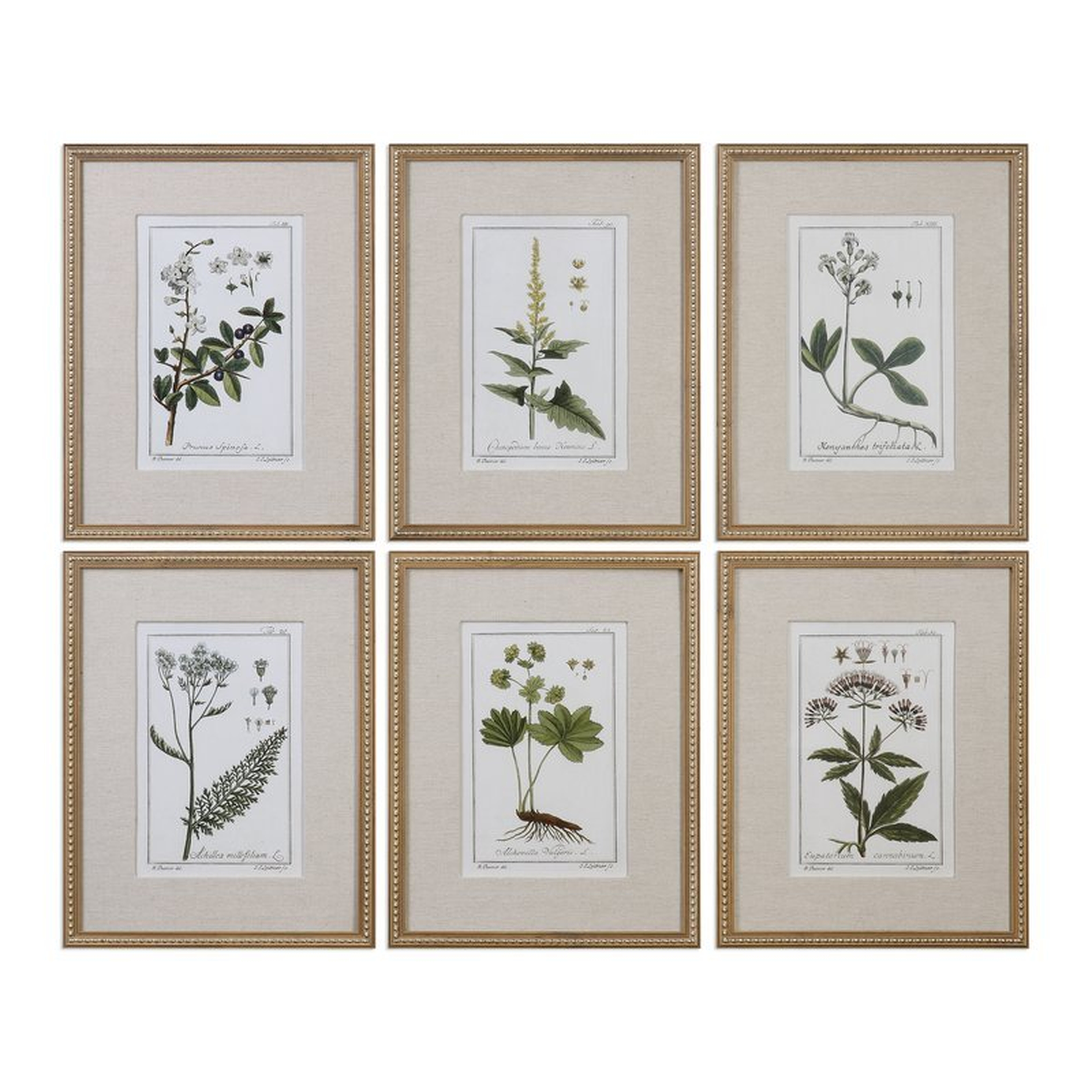 'Floral Botanical Study' 6 Piece Framed Graphic Art Set - Wayfair