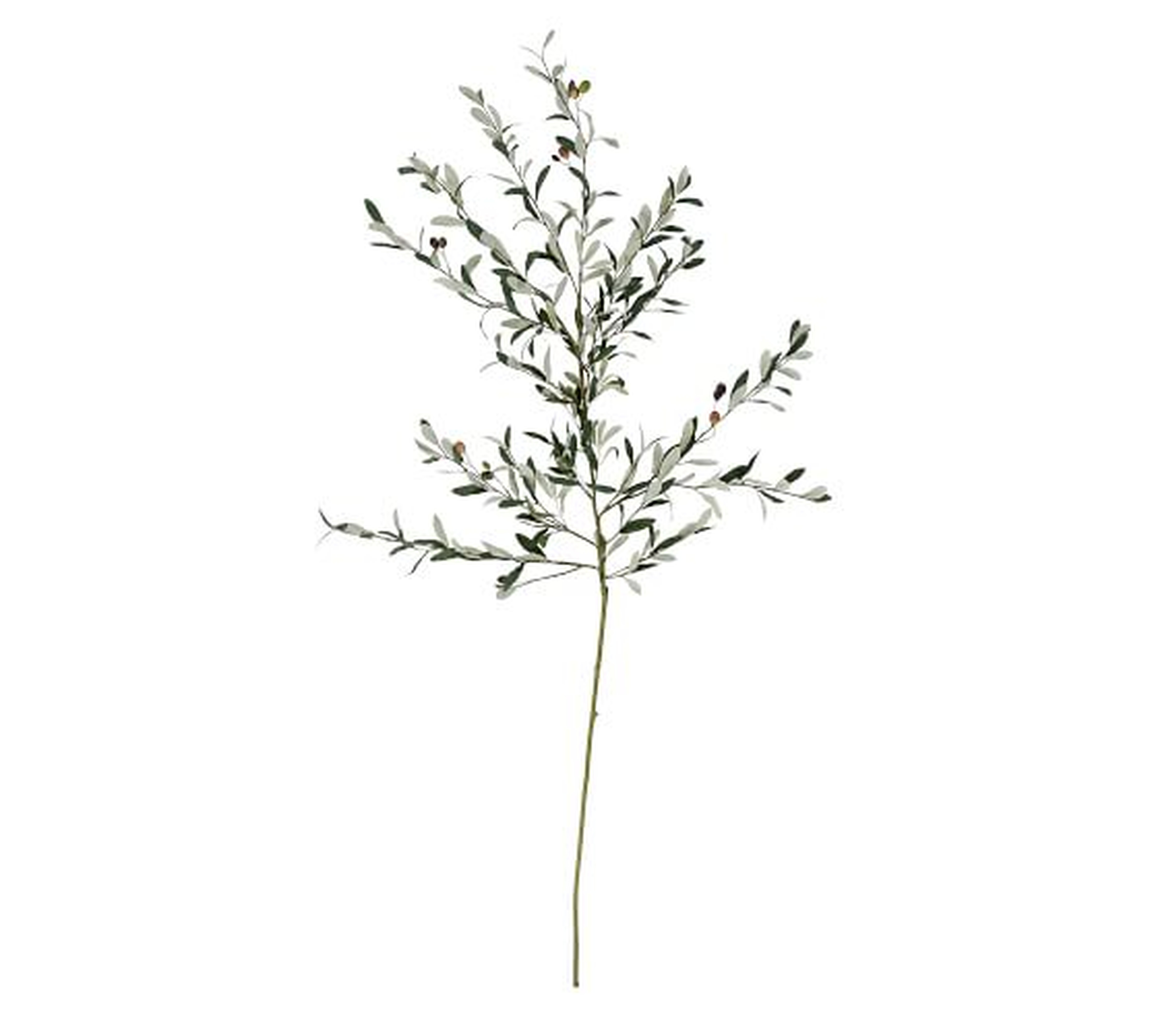 FAUX OLIVE BRANCH - Pottery Barn