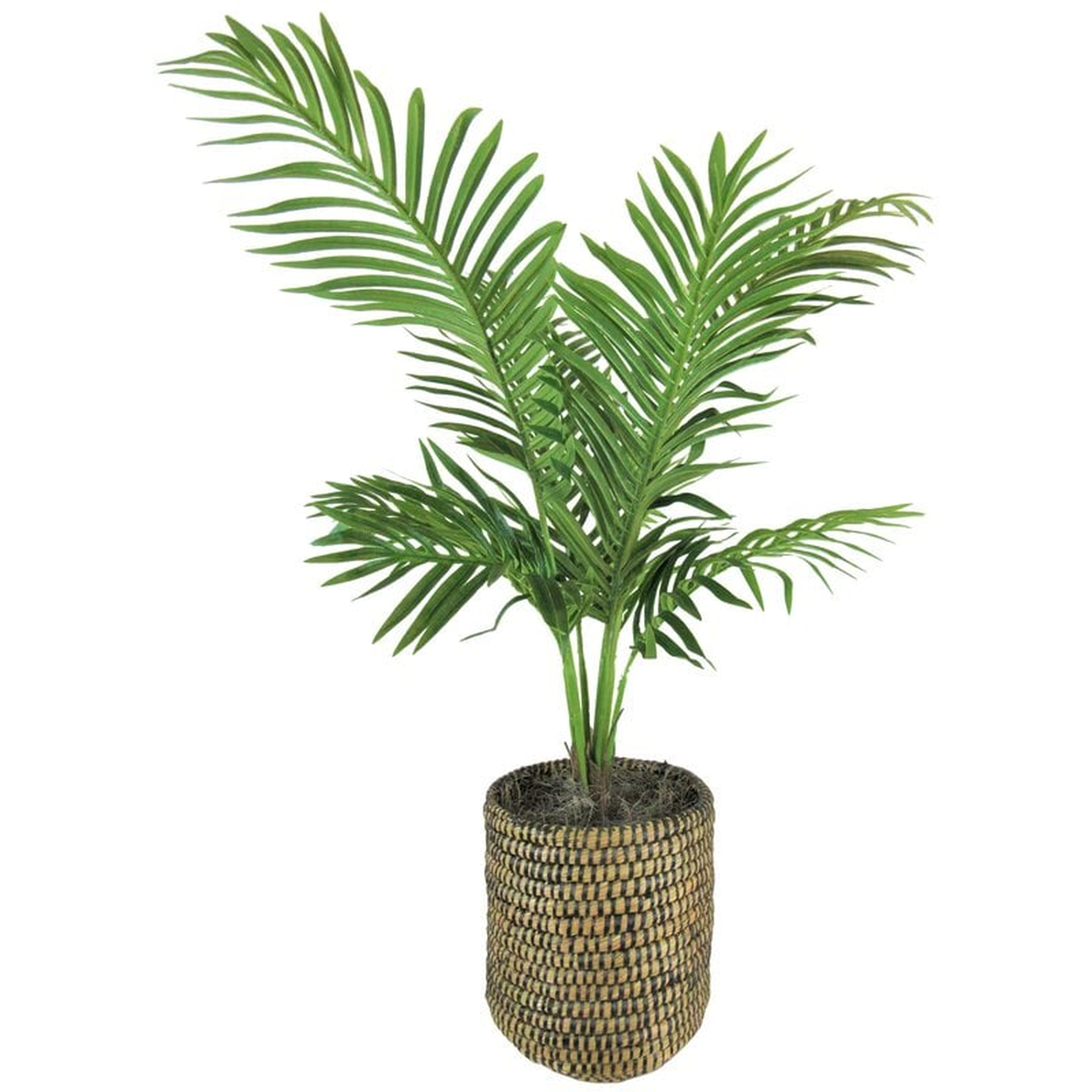 Palm Plant in Basket - Wayfair