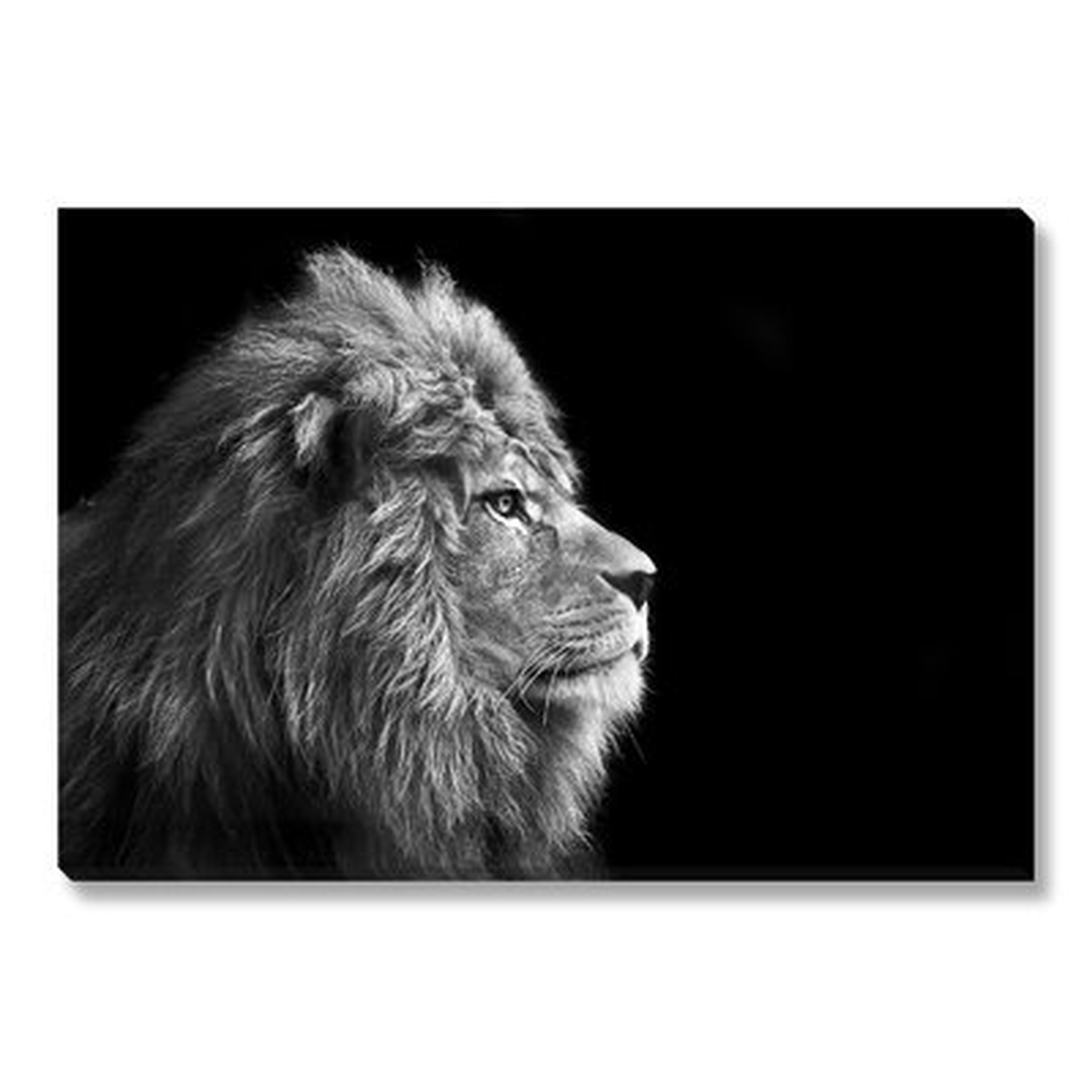 'Portrait Of Male Lion' Photographic Print on Wrapped Canvas - Wayfair