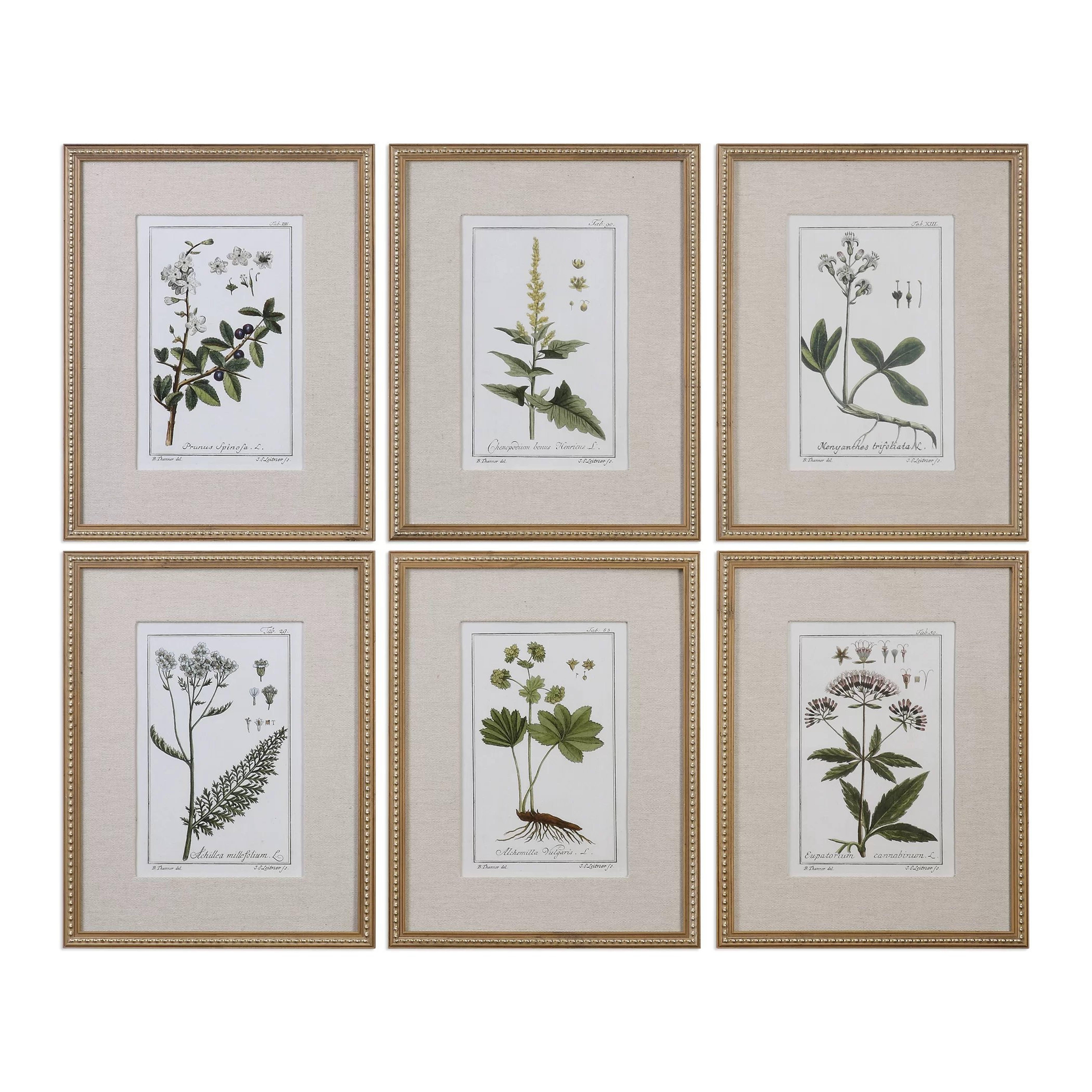 Botanical Study' - 6 Piece Picture Frame Graphic Art Print Set on Paper - Birch Lane
