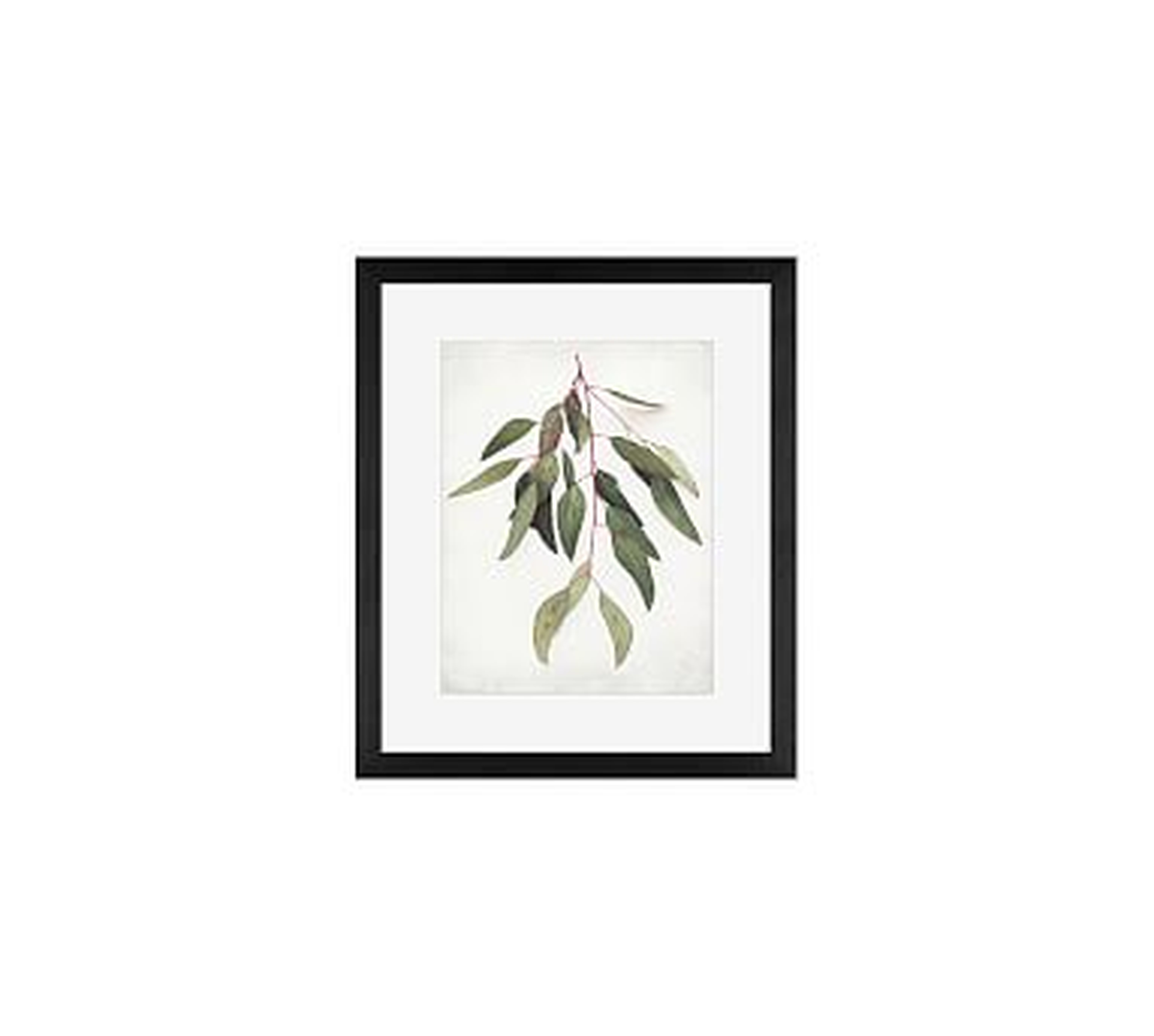 Eucalyptus Sprig Framed Print by Lupen Grainne, 13x11", Wood Gallery Frame, Black, Mat - Pottery Barn