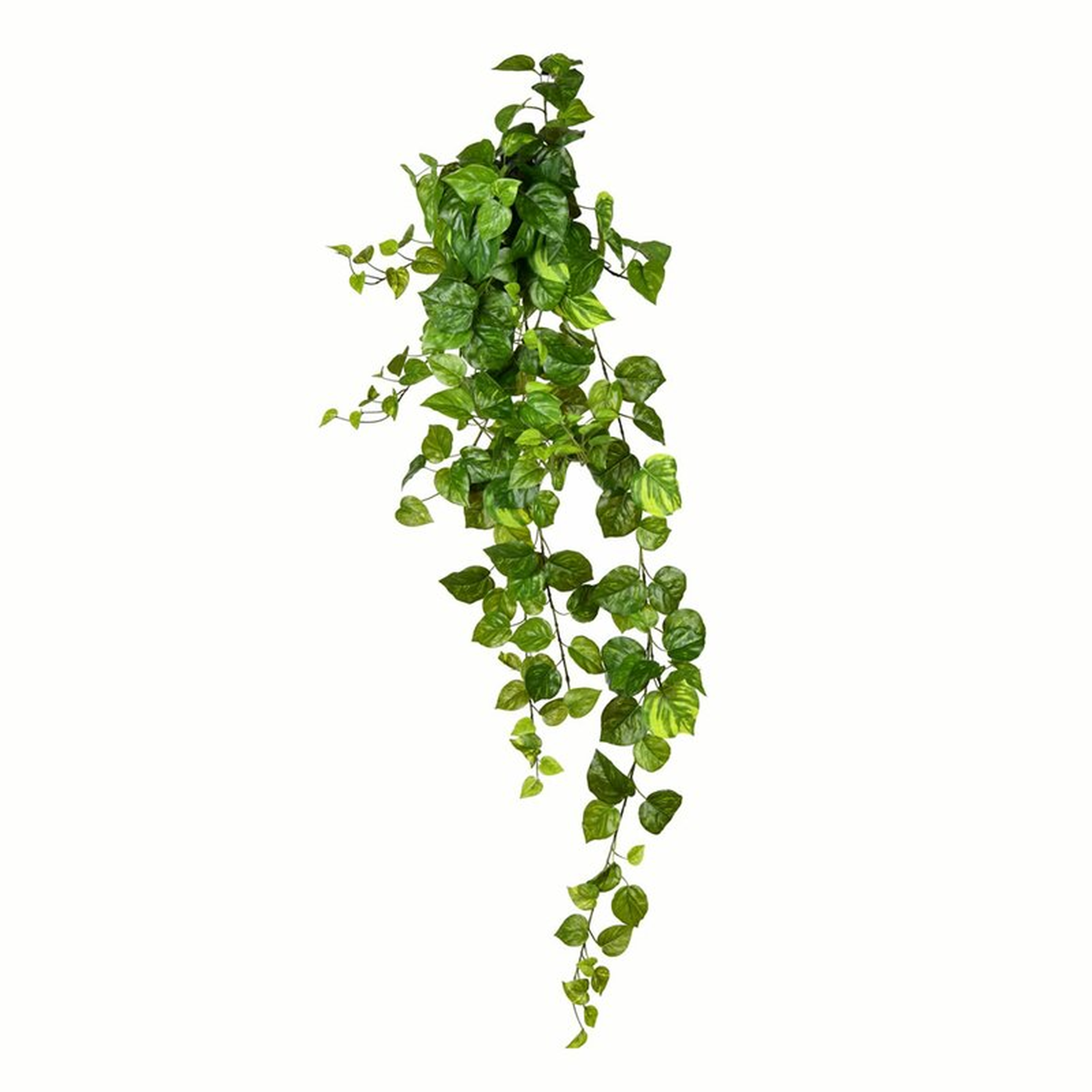 Pothos Leaf Bush - Wayfair