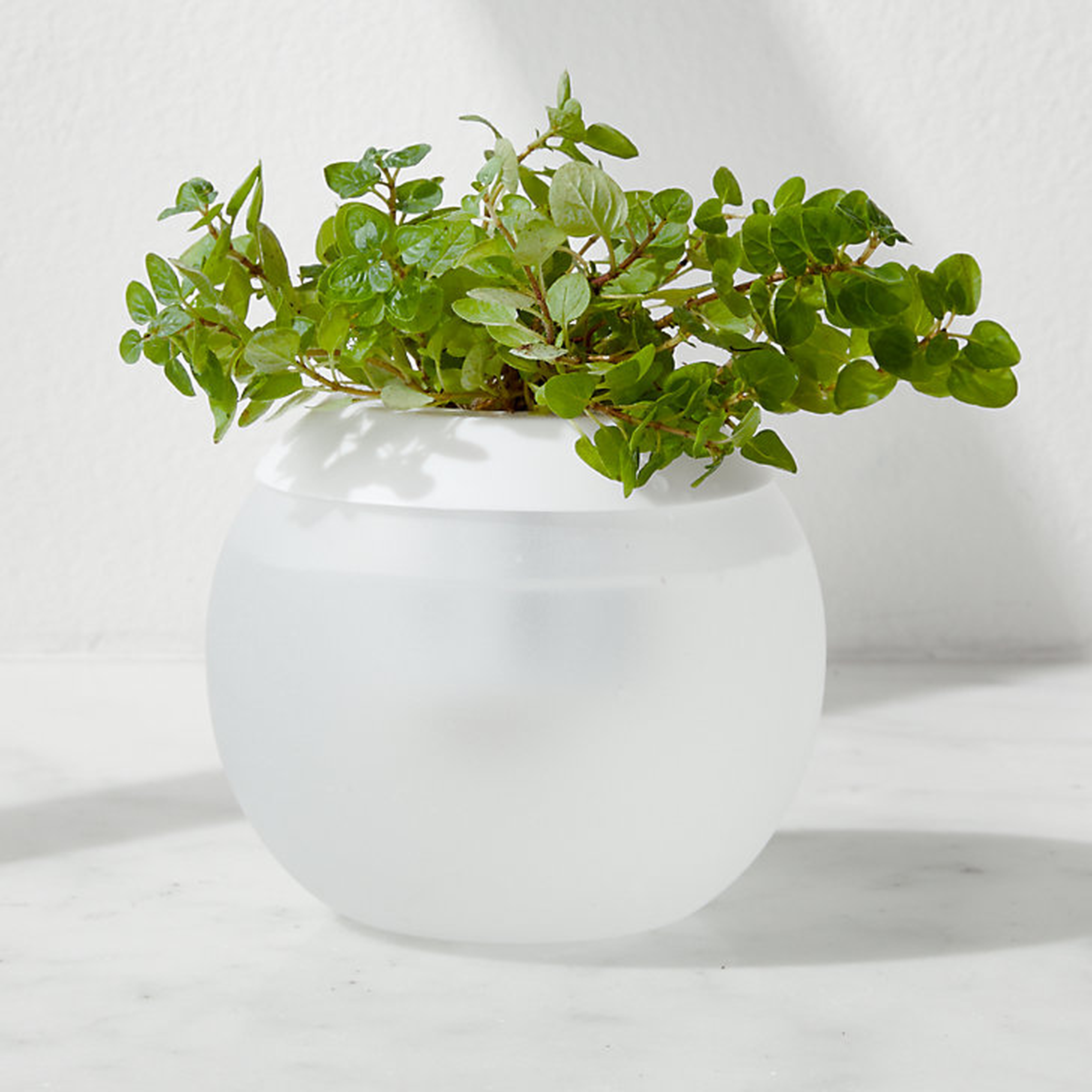 Hydropod - Crate and Barrel