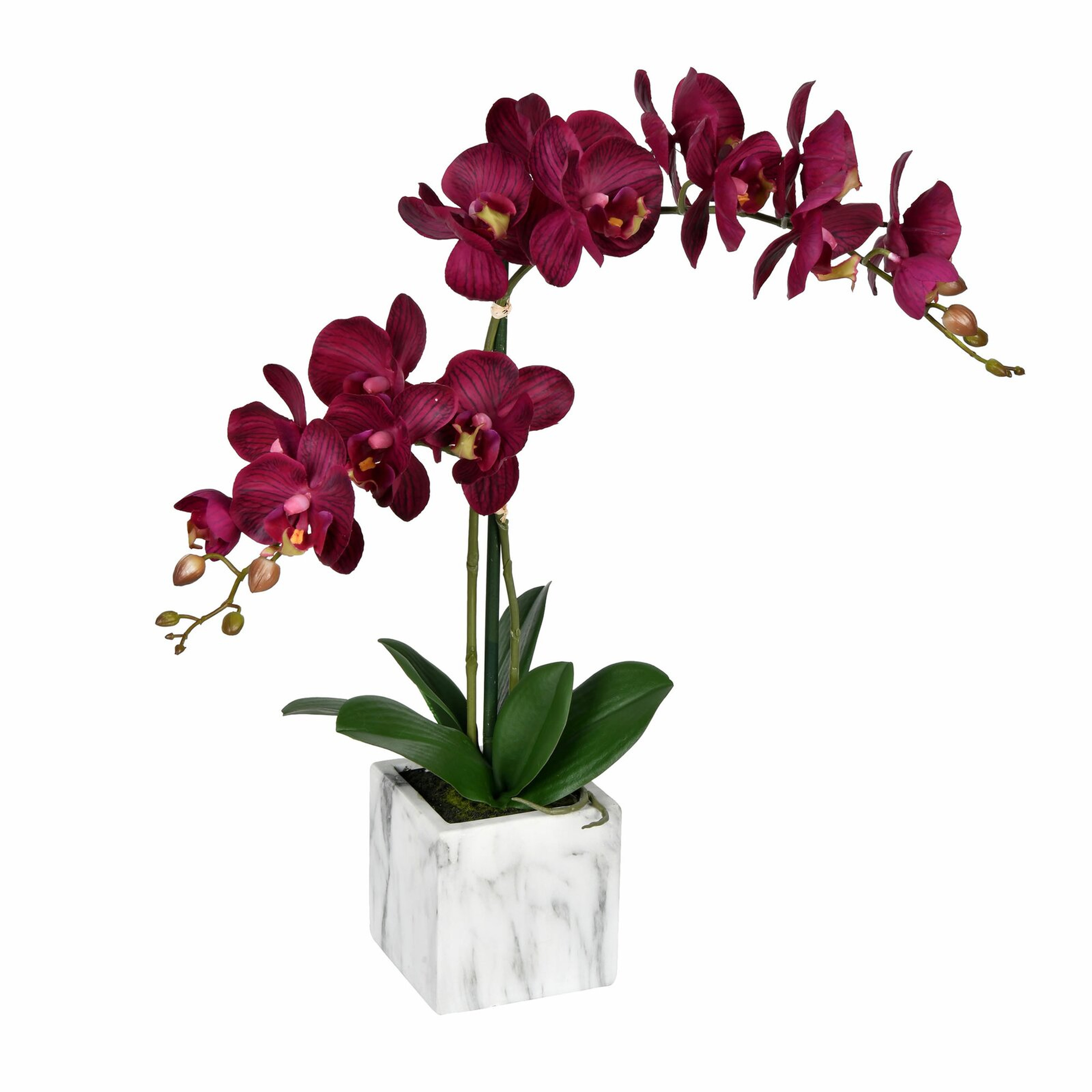 Phalaenopsis Floral Arrangement in Pot - Wayfair