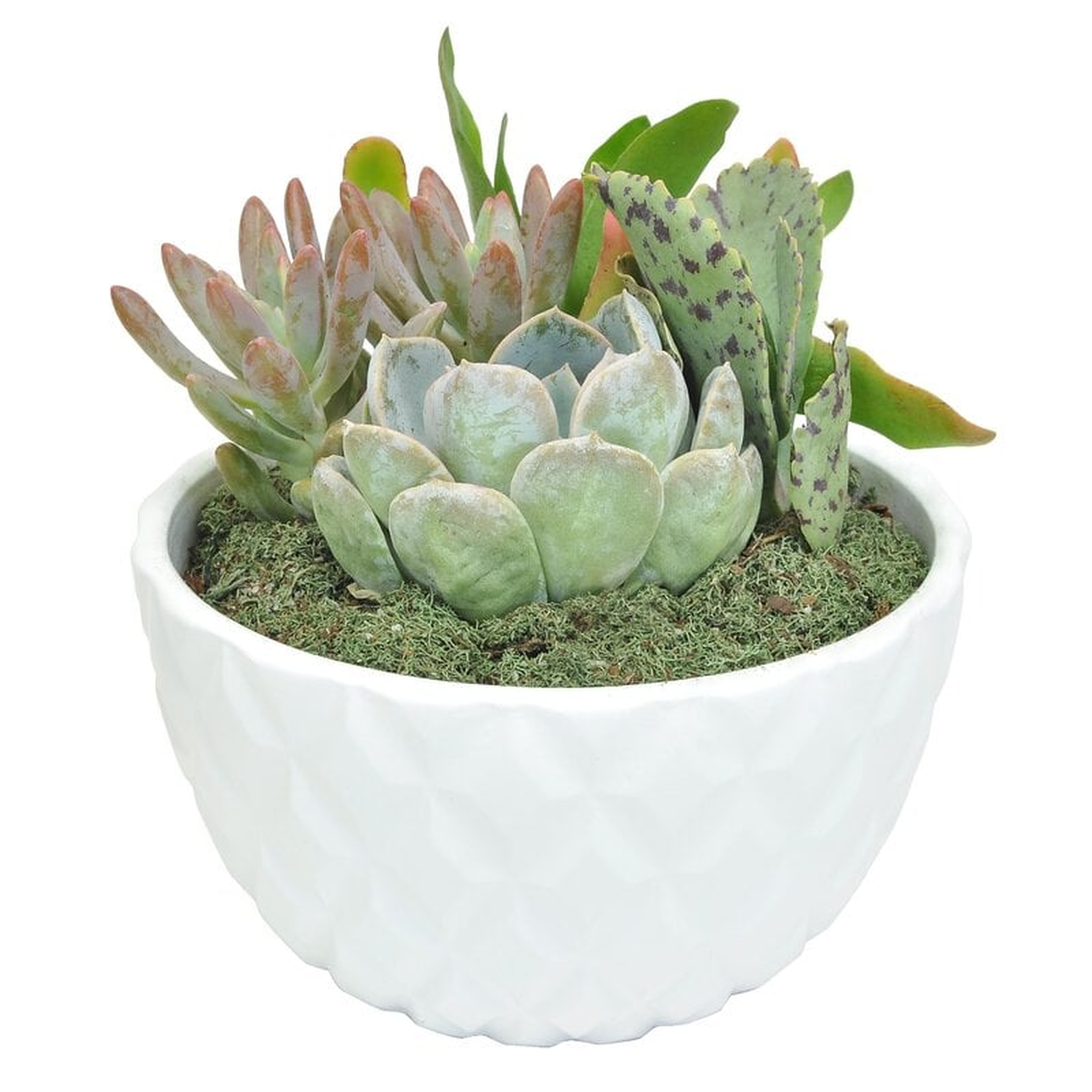 Costa Farms Succulent in Planter - Perigold