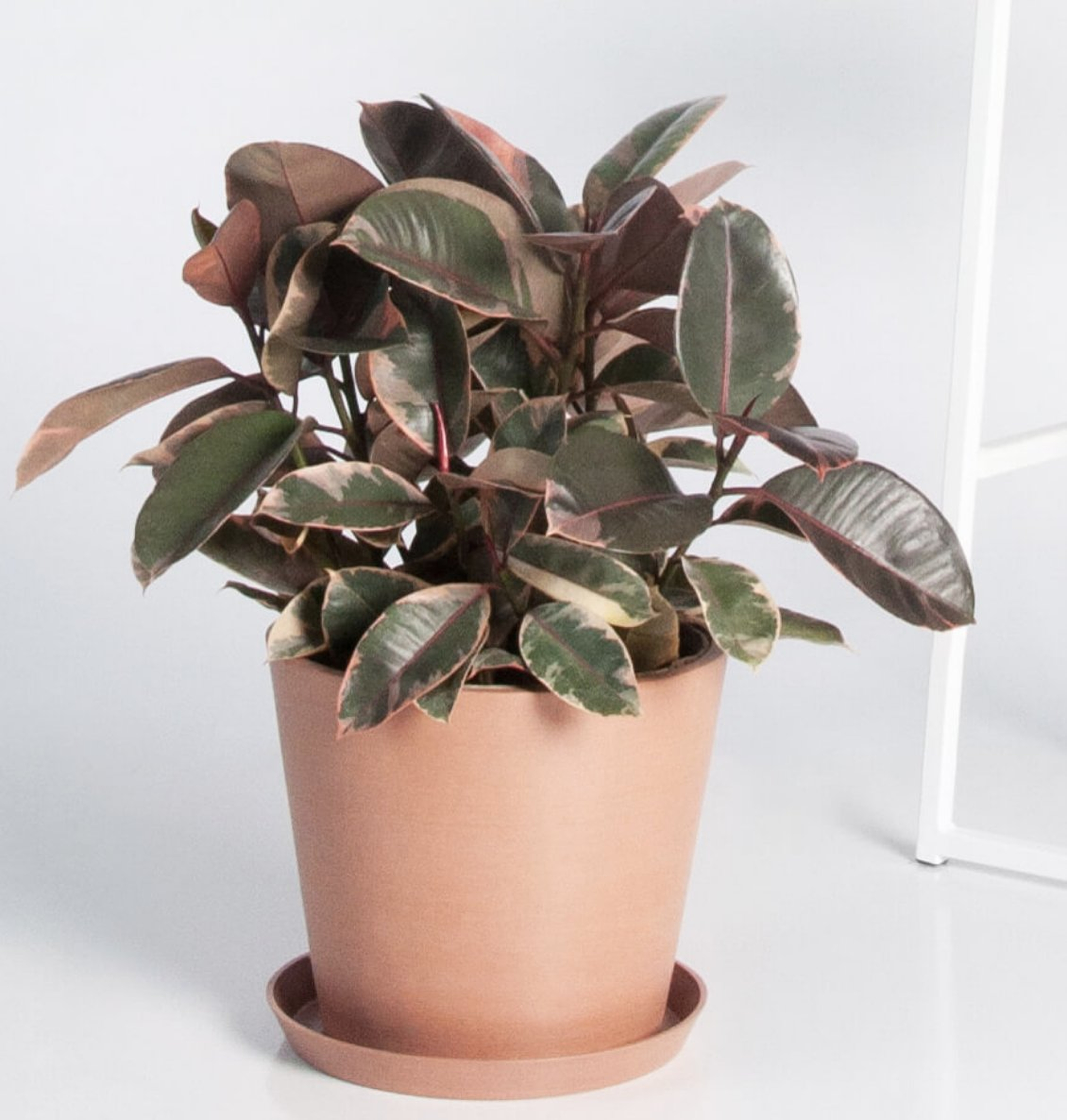 Variegated Ficus - Bloomscape
