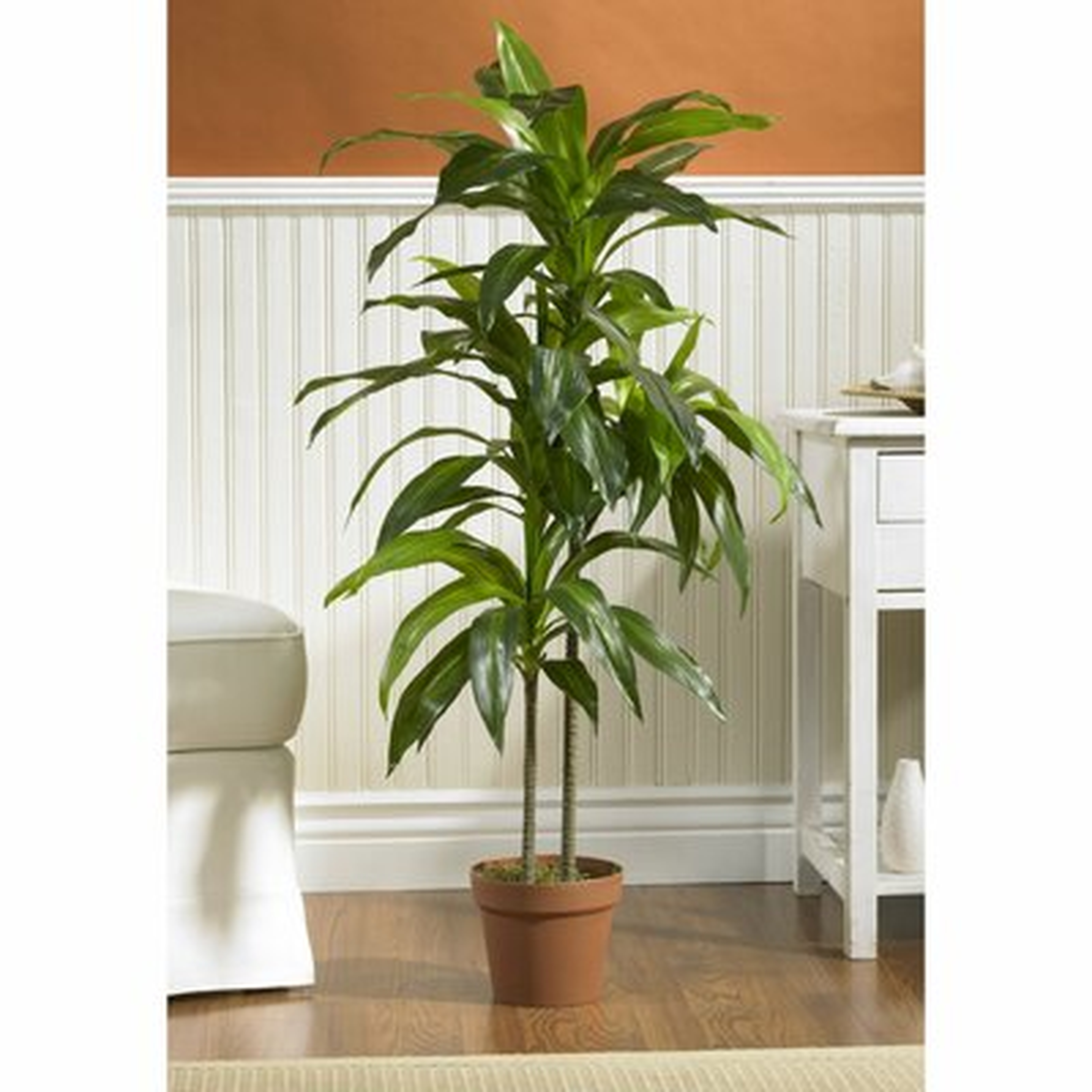 42" Dracaena Plant in Planter - Wayfair