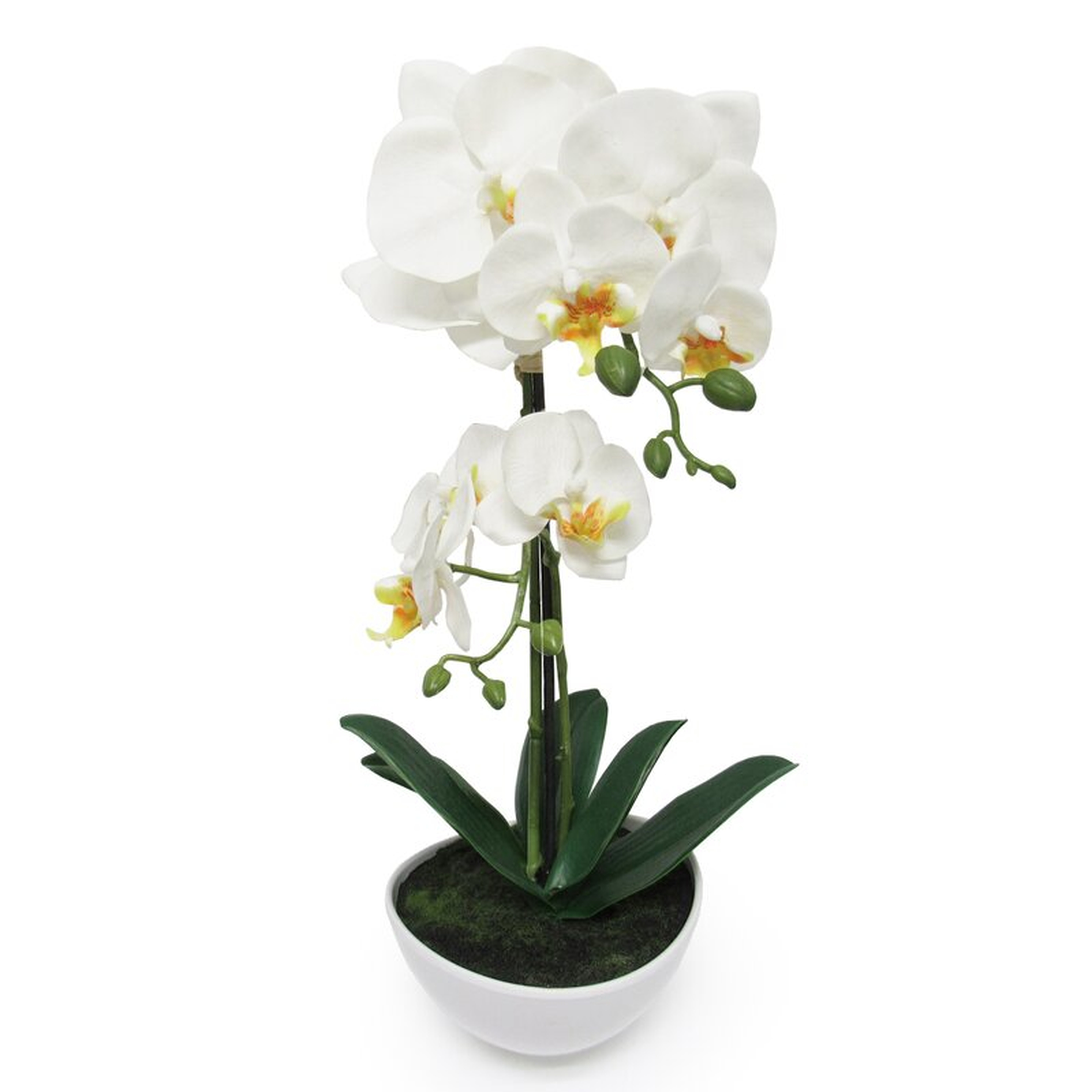 Phalaenopsis Orchid Flower Arrangements in Planter - Wayfair
