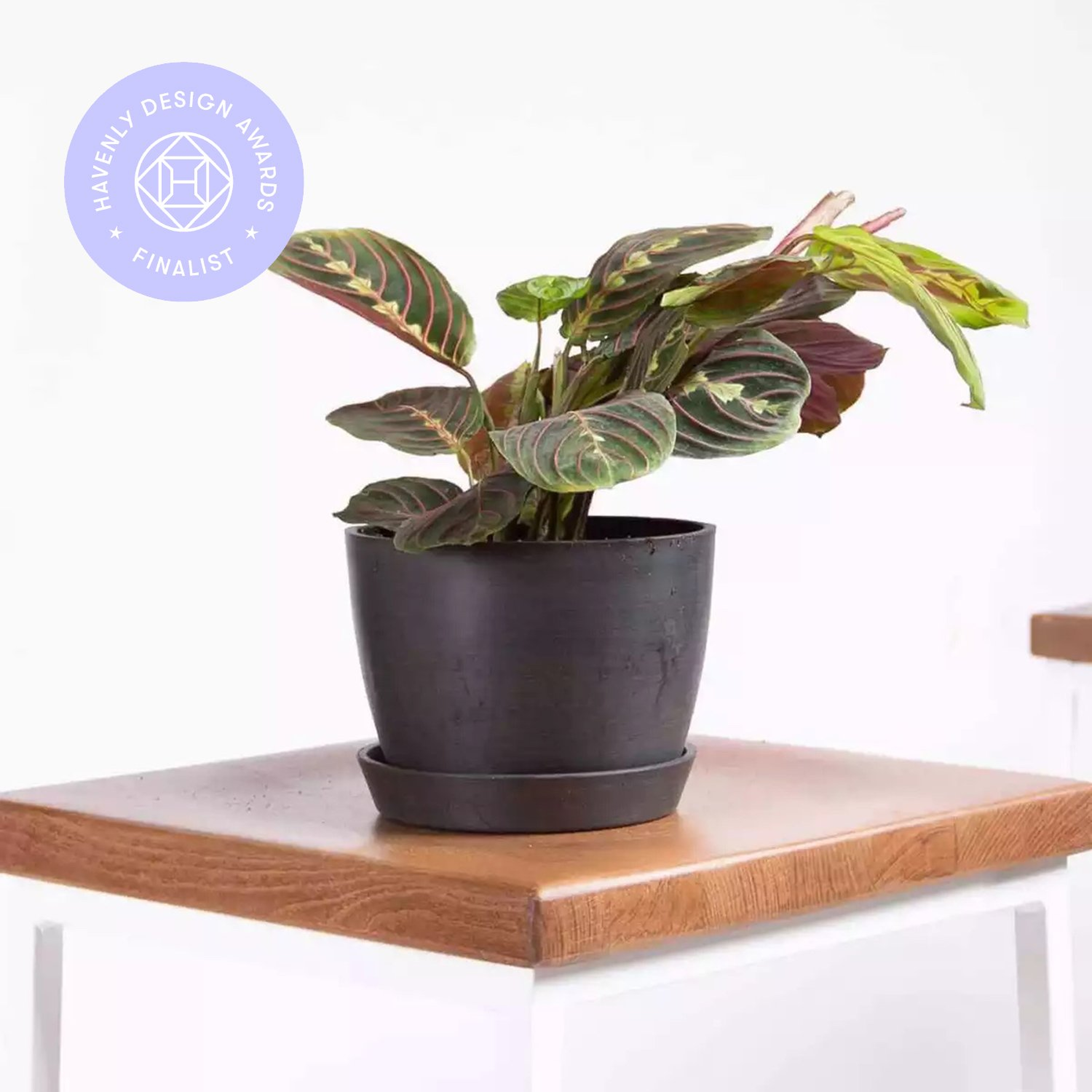 Red Prayer Plant, Charcoal Pot - Bloomscape