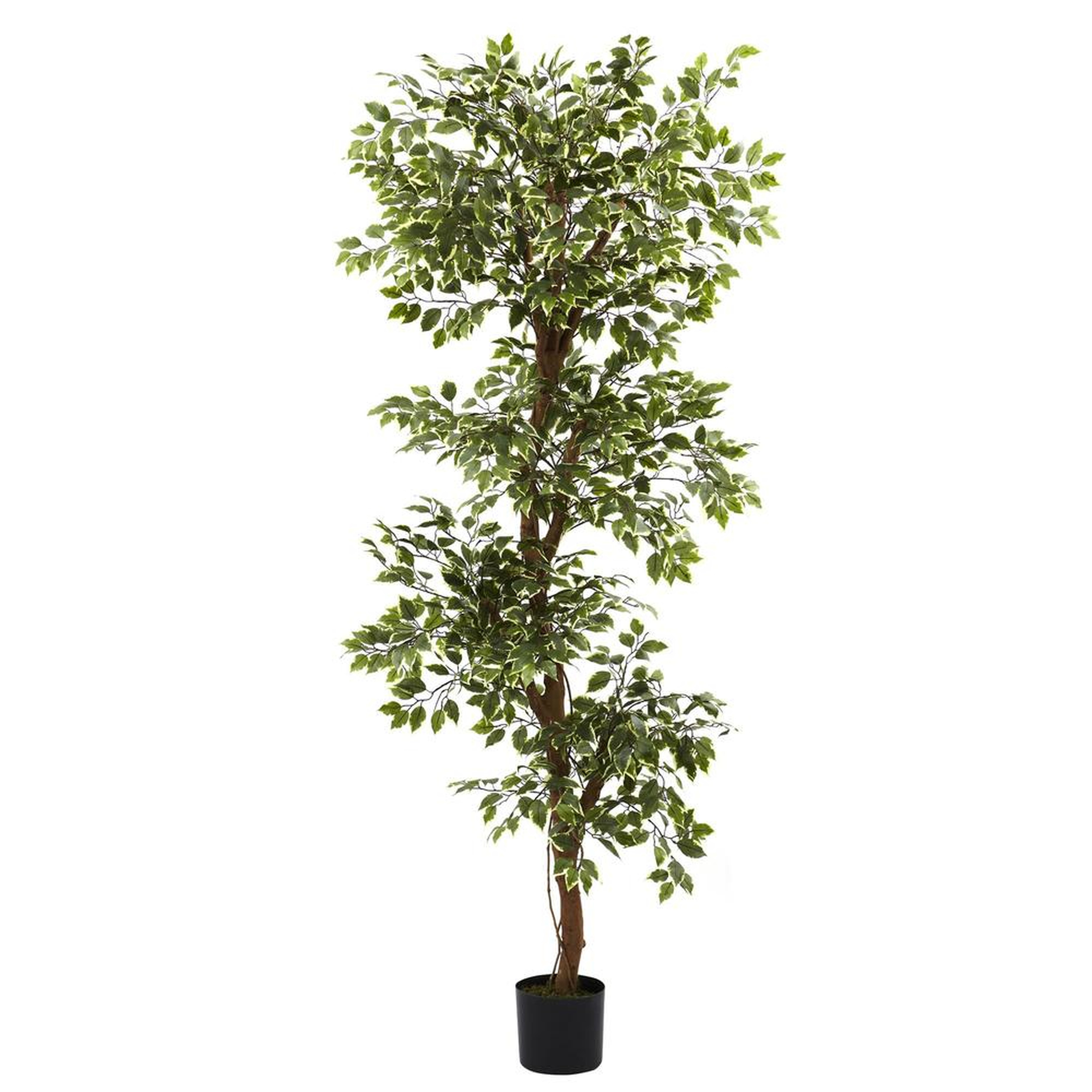 Faux Variegated Ficus Tree, 6'H, 6.5"Pot - Fiddle + Bloom