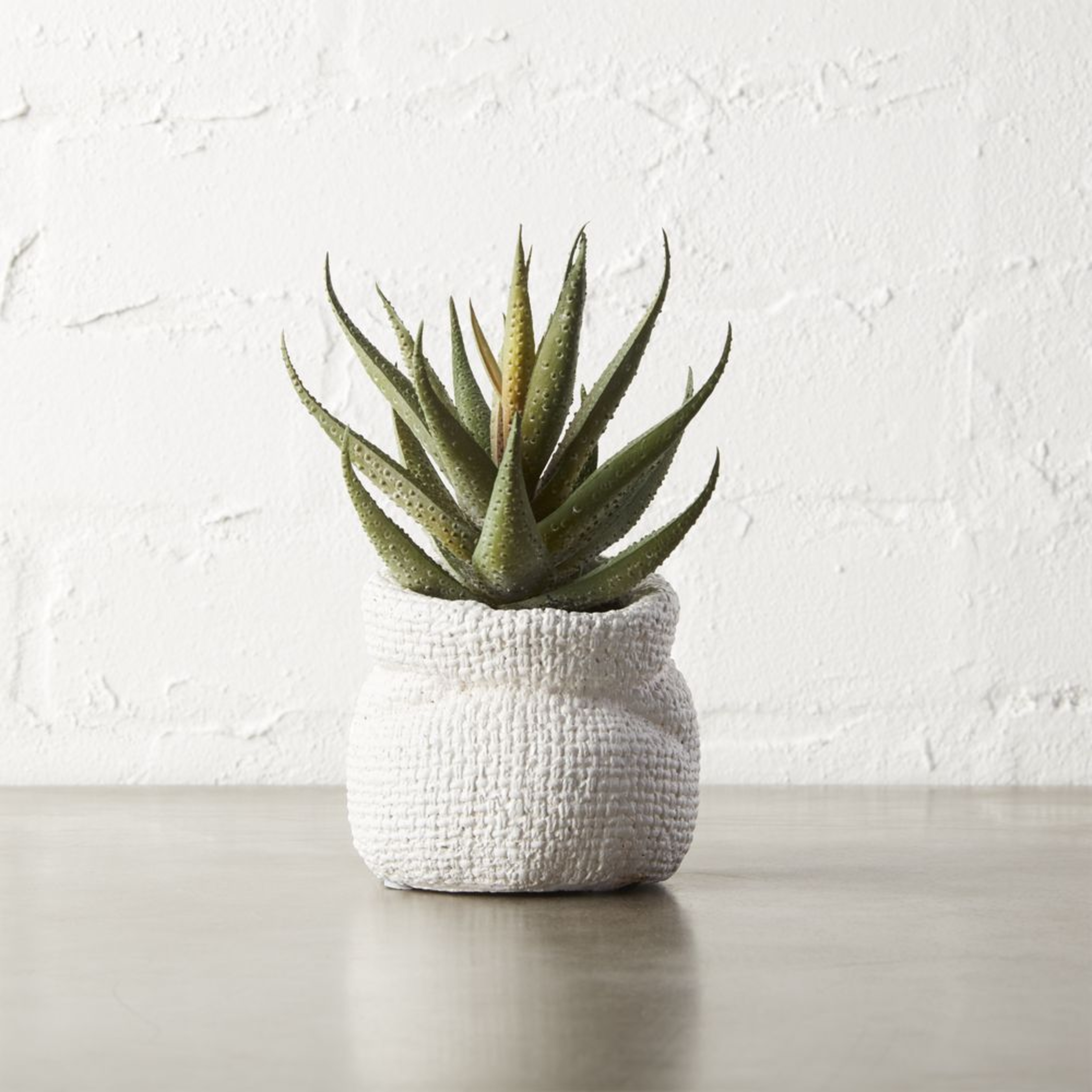 potted 6" aloe plant - CB2