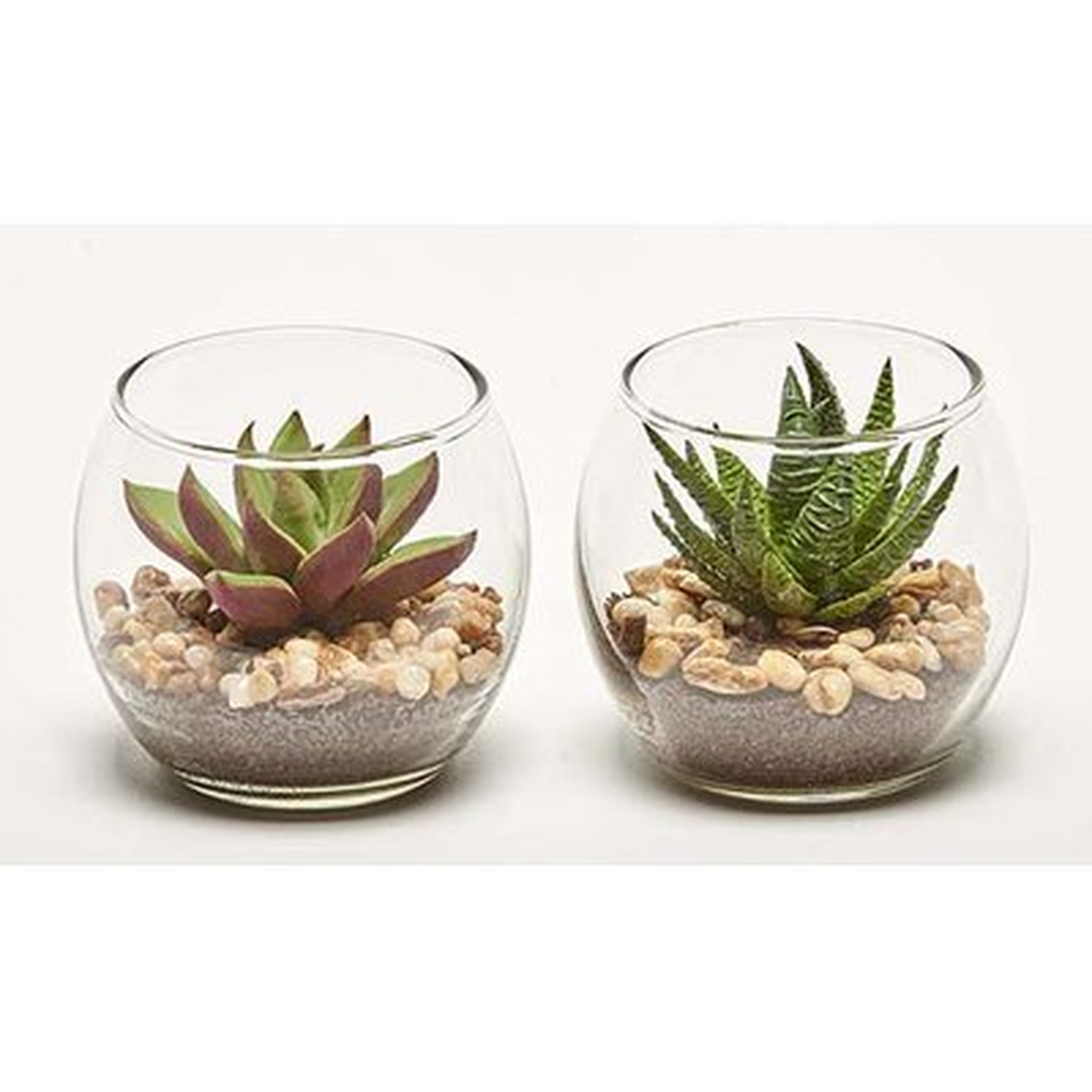 2 Piece Succulent Plant in Pot Set - AllModern