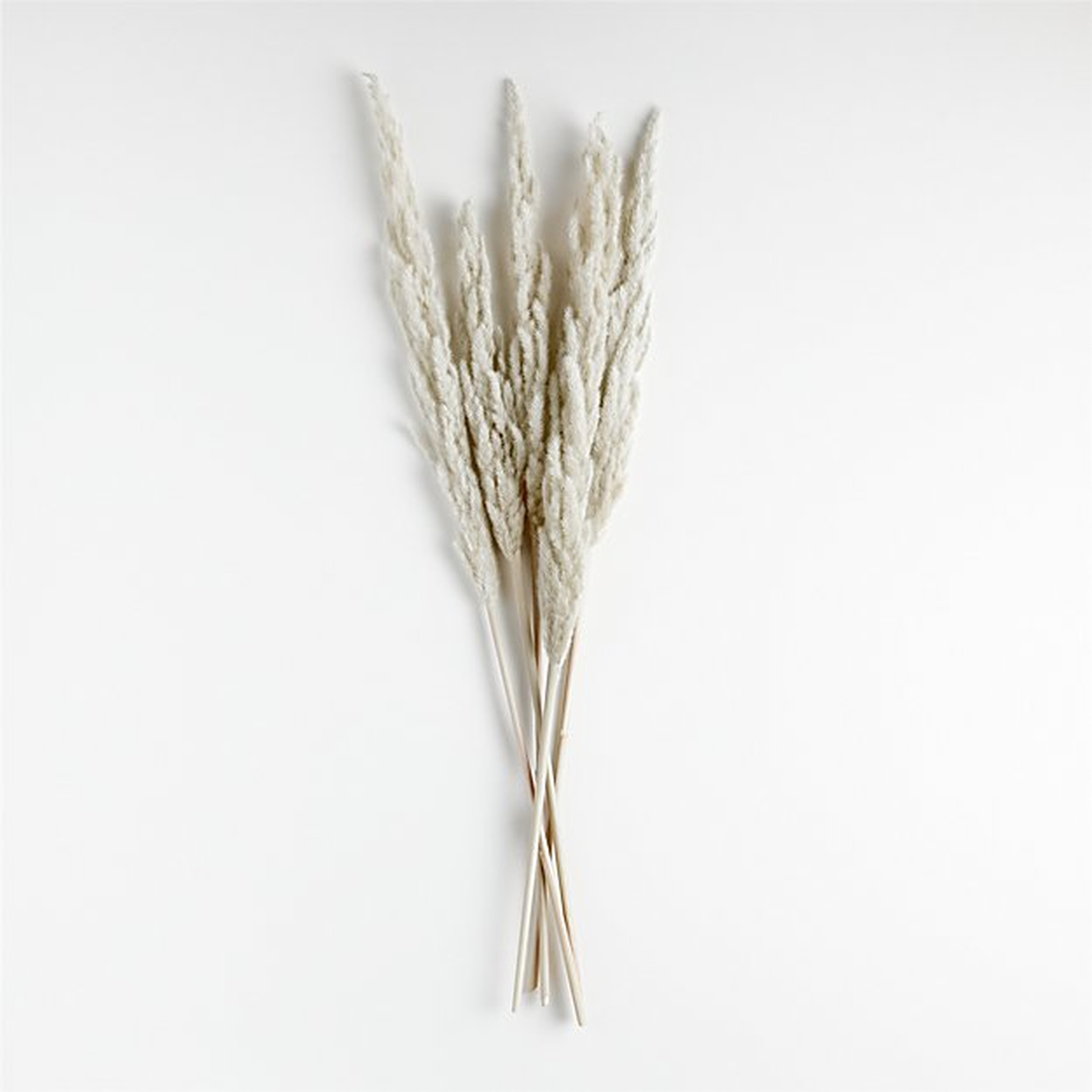 Grass Plume Dried Botanical Bunch - Crate and Barrel