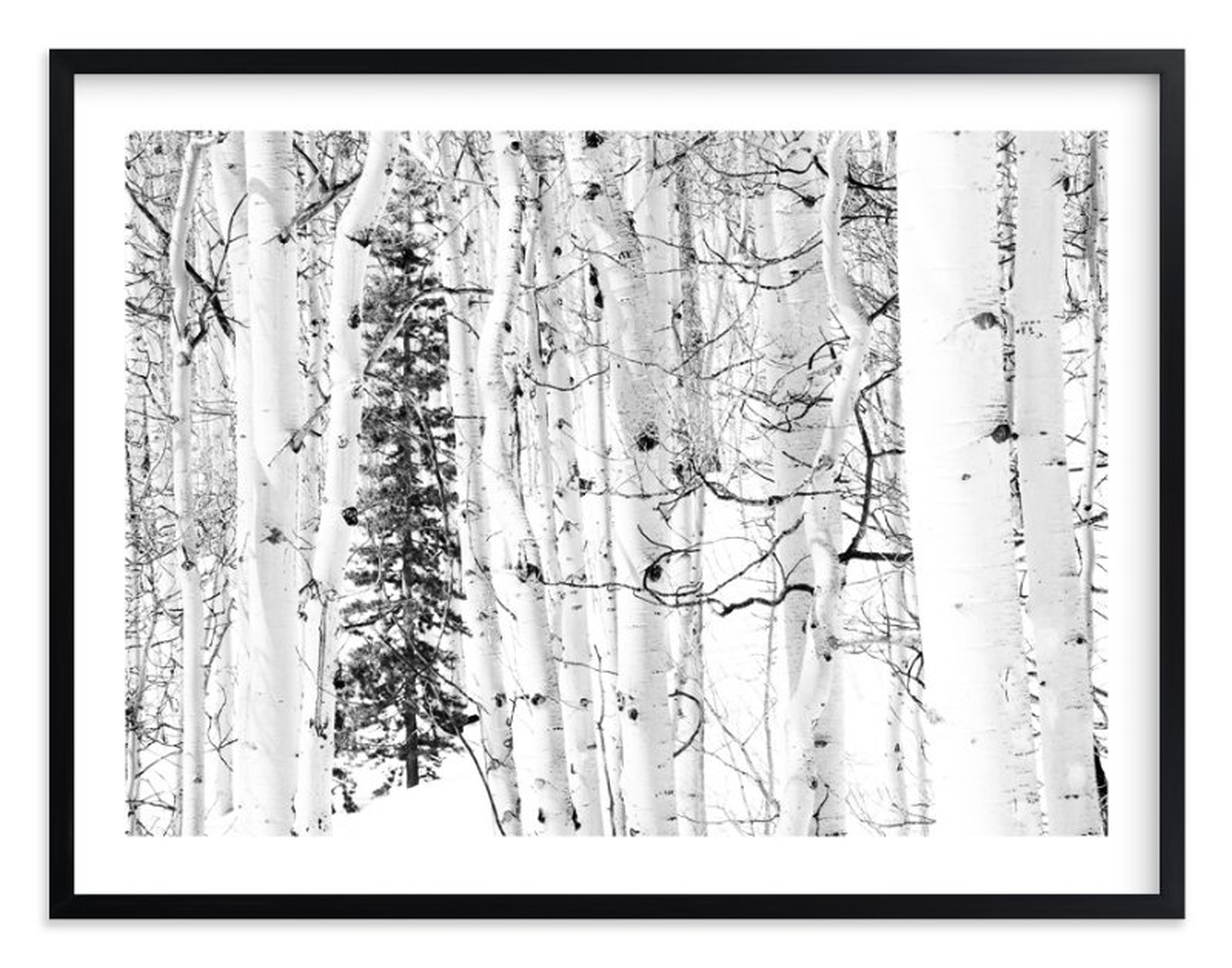 Colorado Winter Pine - 54" x 40" - White Border - Matte Black Frame - Minted