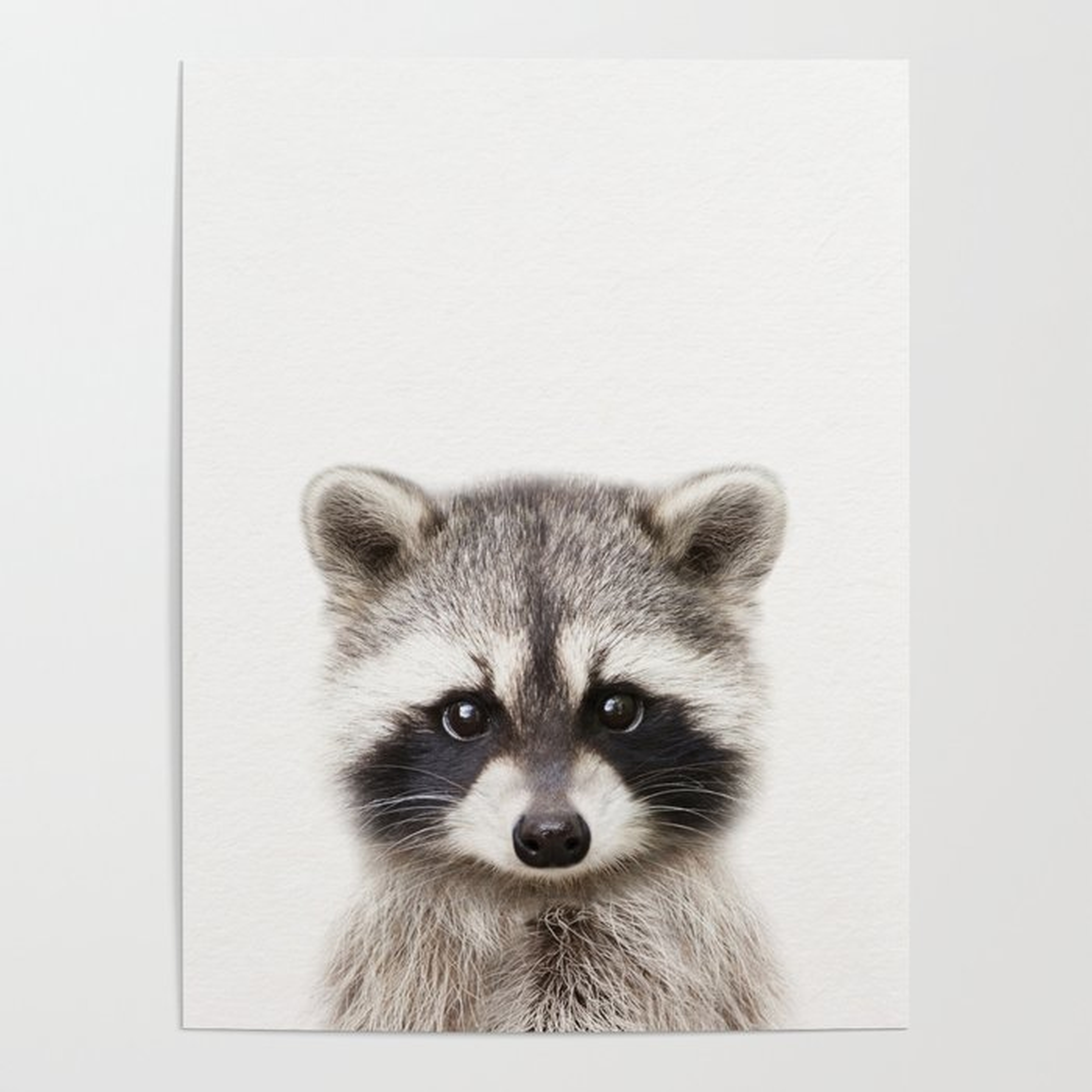 Baby Raccoon, Baby Animals Art Print By Synplus Poster - Society6