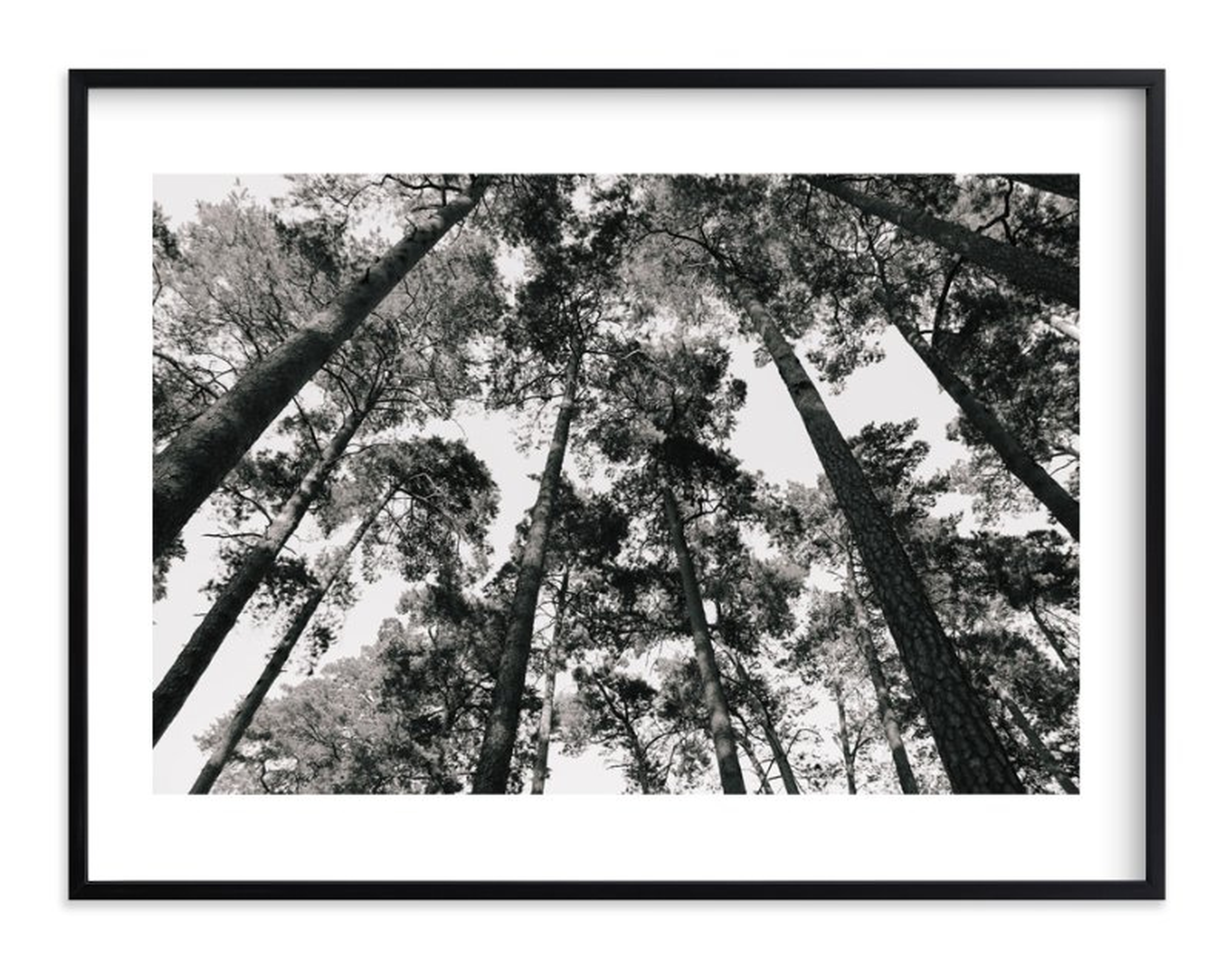 In the Woods - 40"x30" with white border - Minted