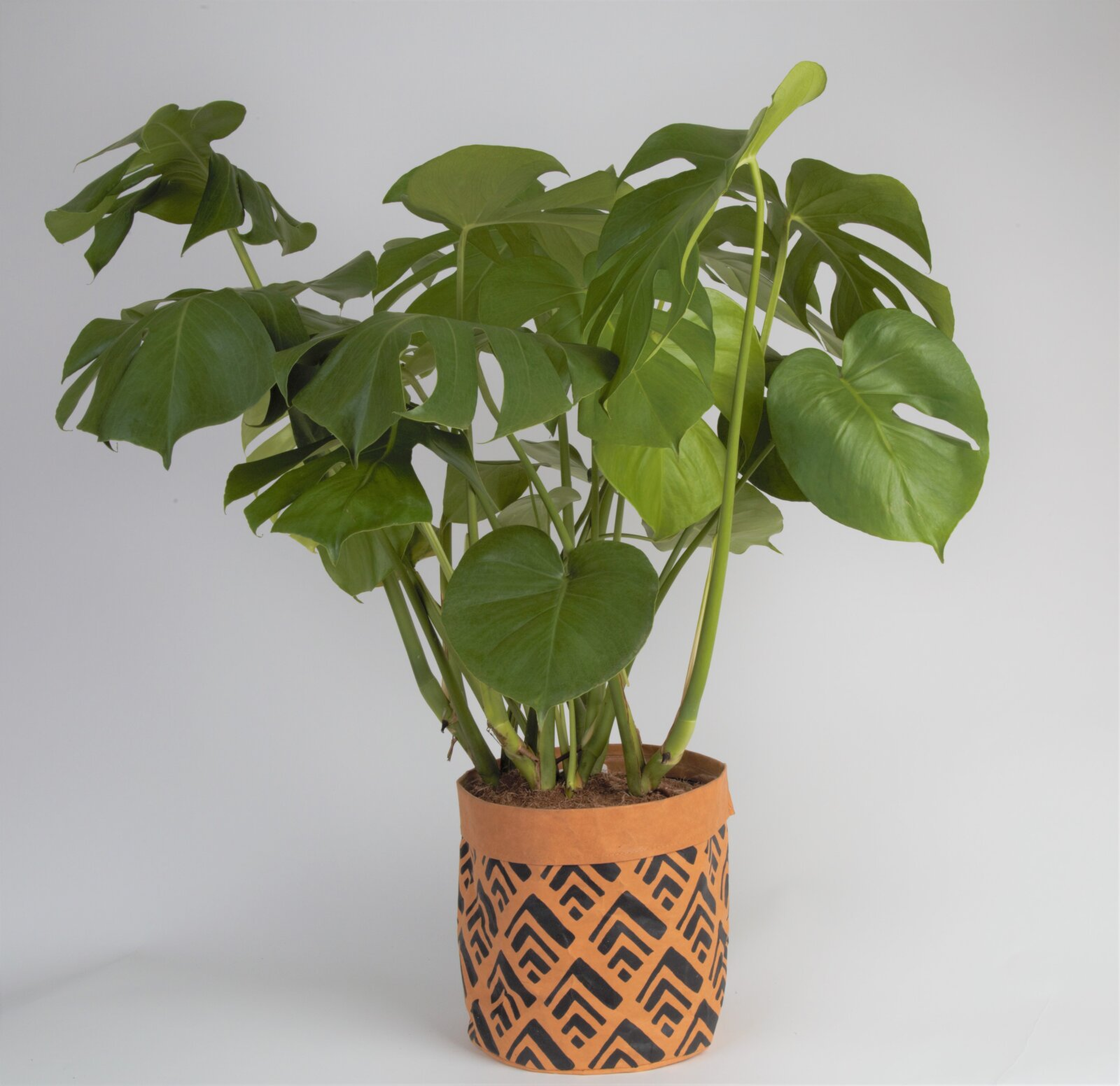 Costa Farms 30'' Philodendron Plant in a Wicker / Rattan Basket with Air Purifying Qualities for Outdoor Use - Wayfair