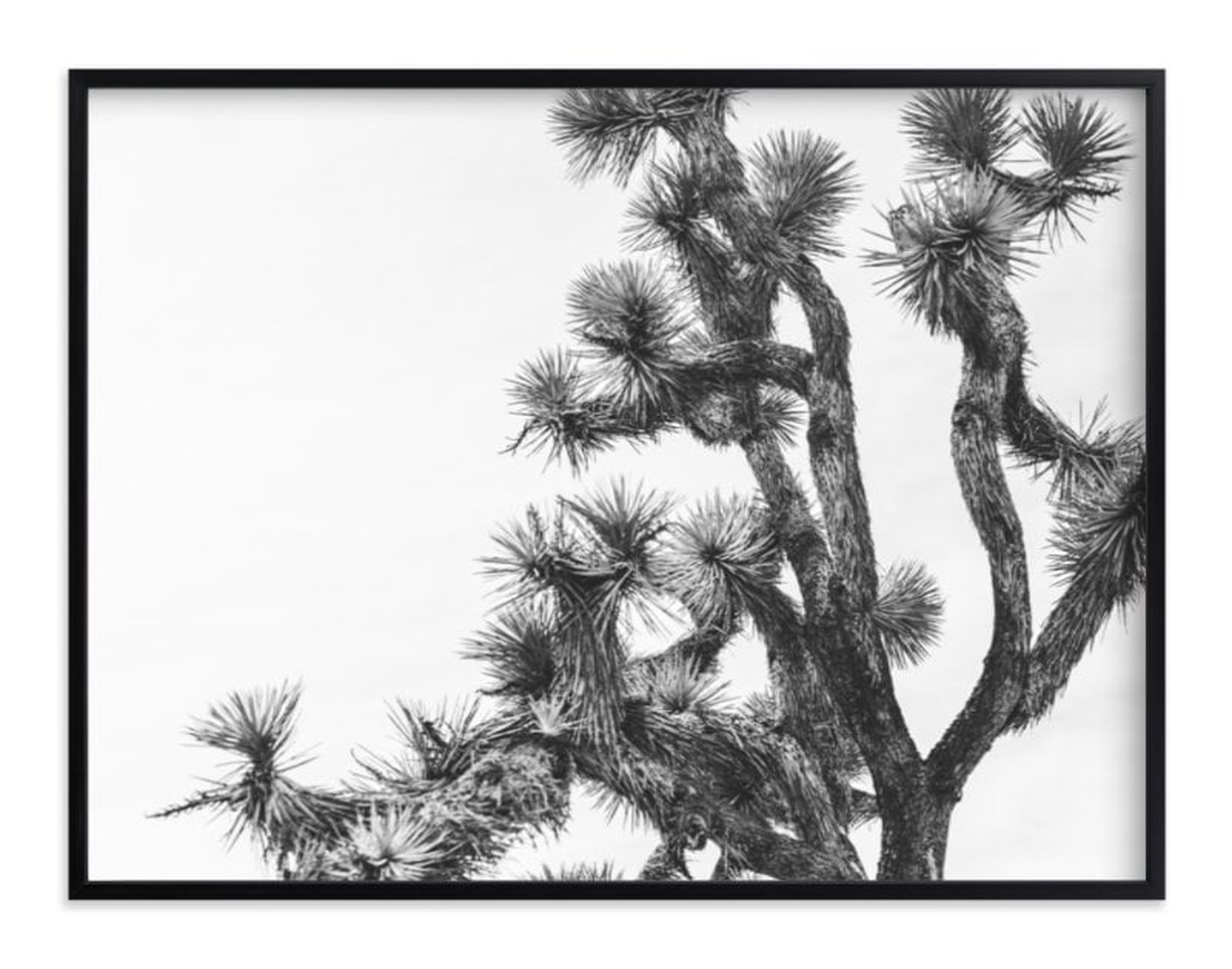 joshua tree in september, 40"x30", Rich Black Wood Frame - Minted