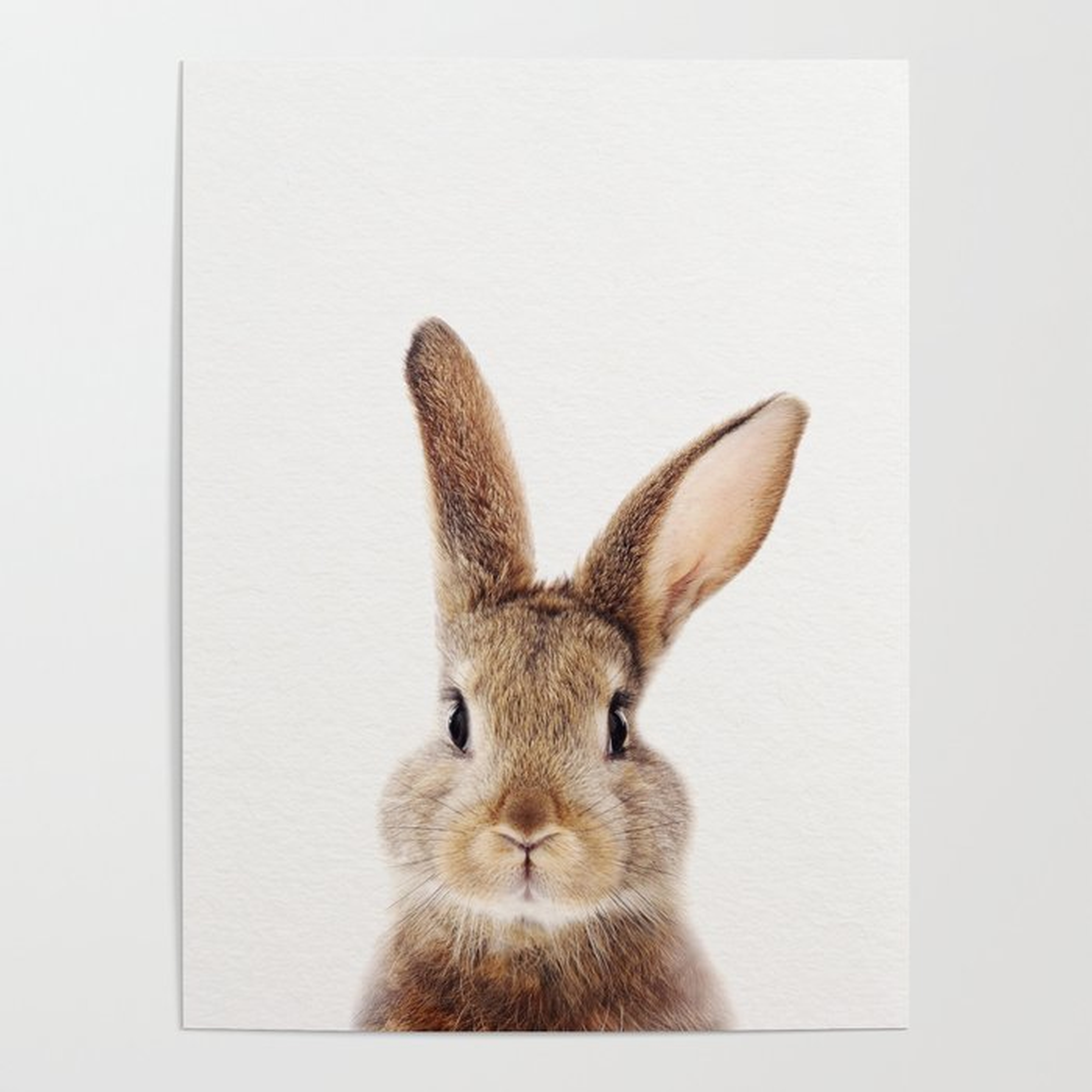Baby Rabbit, Baby Animals Art Print By Synplus Poster - Society6