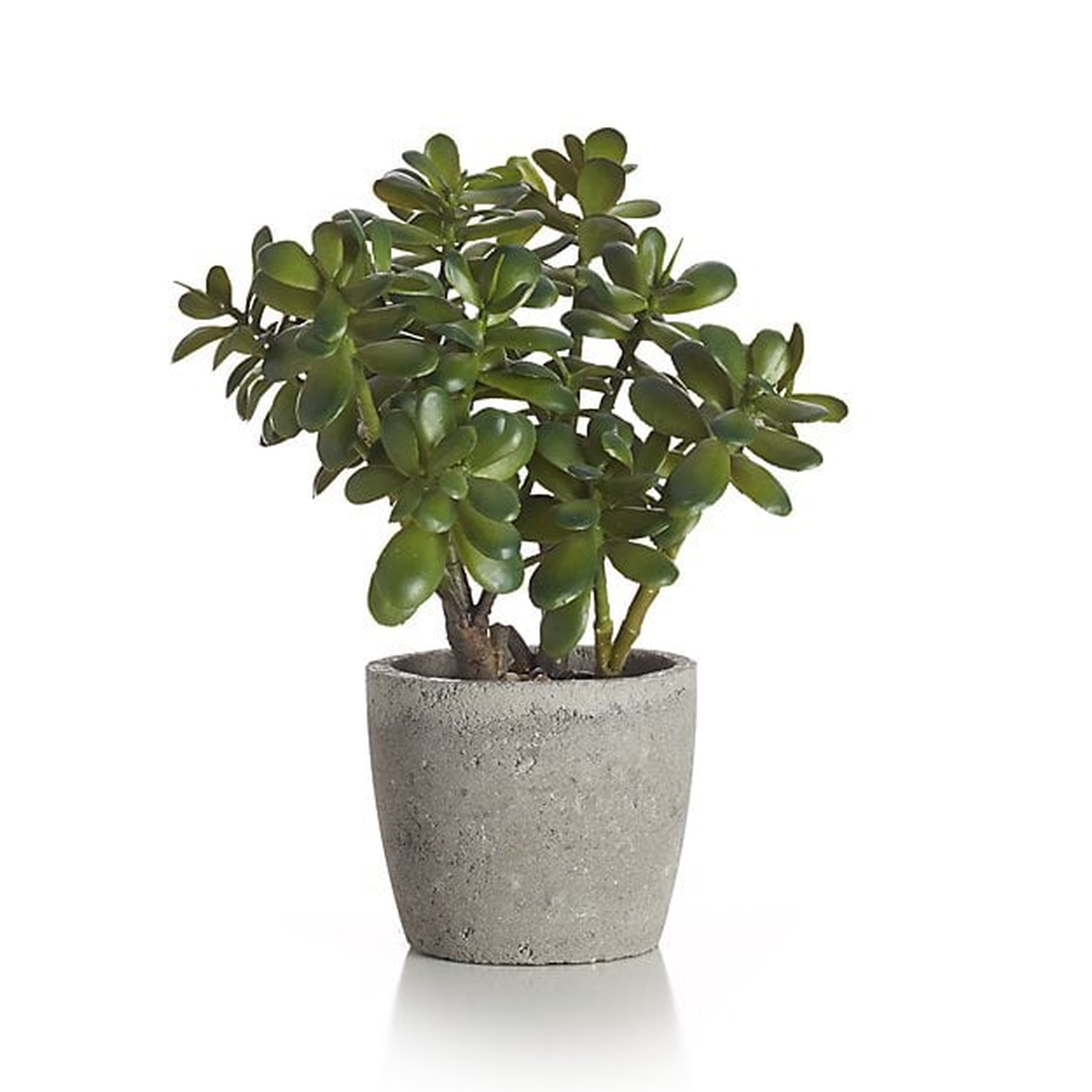 Faux Potted Jade Plant - Crate and Barrel