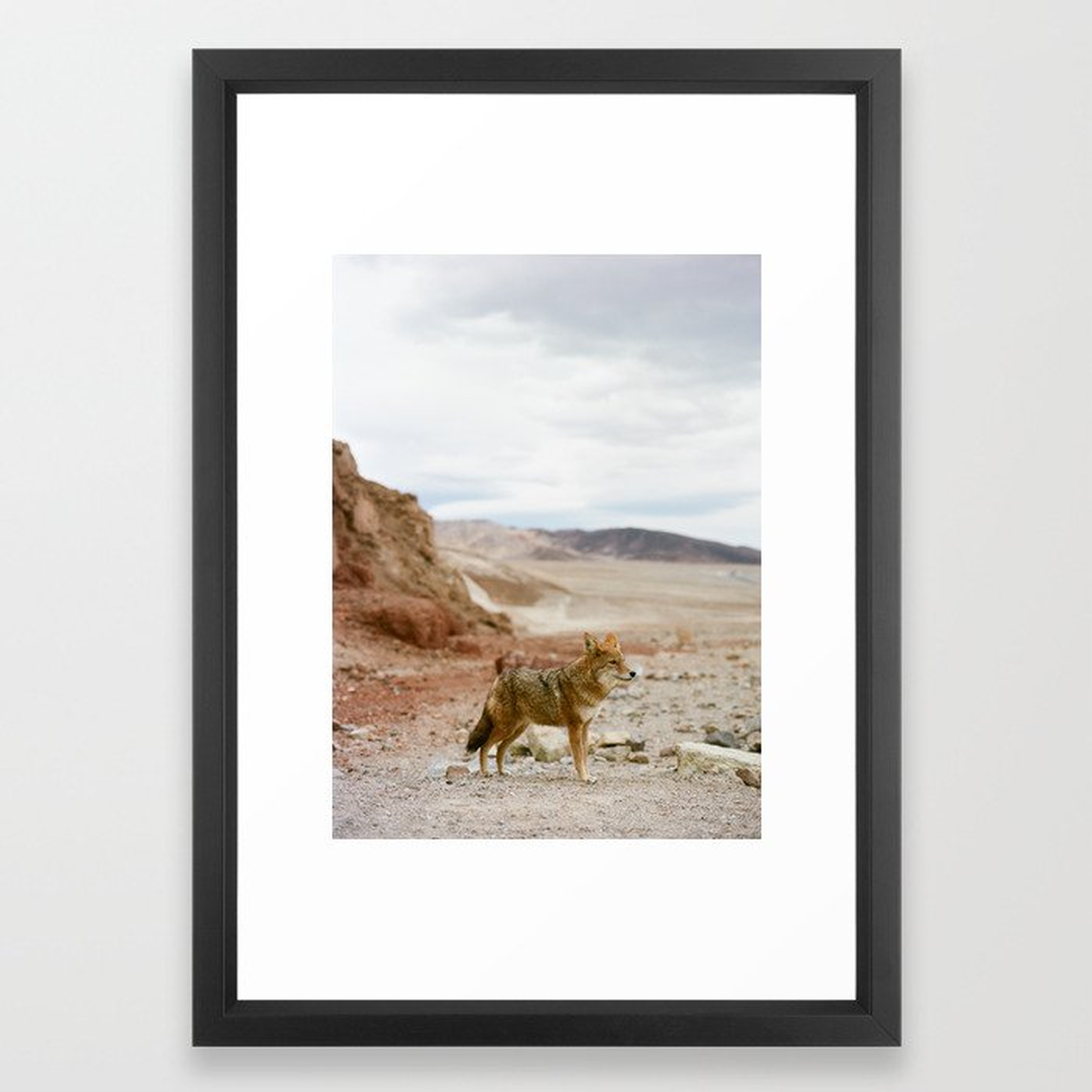 Coyote in Death Valley California Framed Art Print - Society6