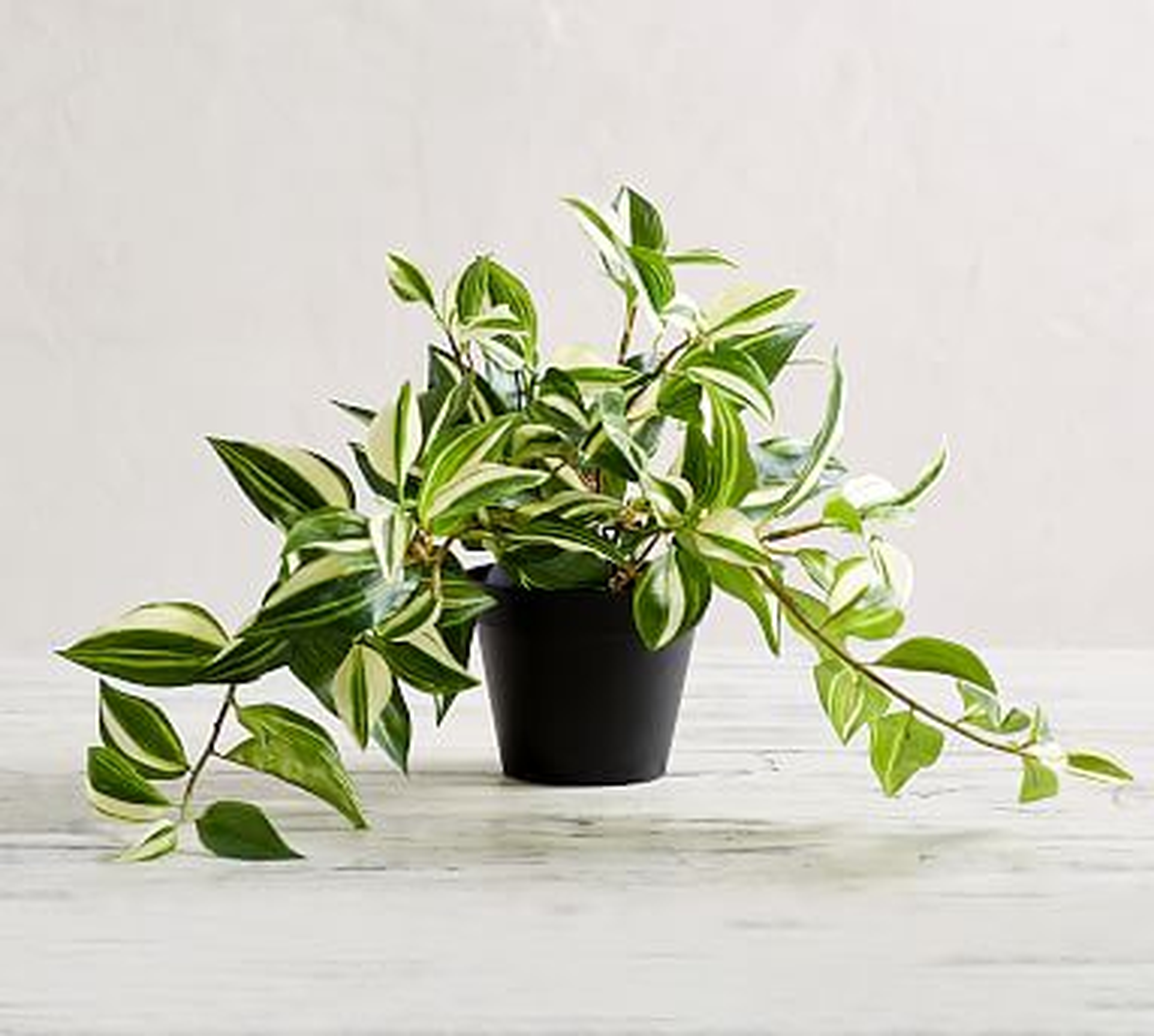 Faux Wandering Variegated Tradescantia Houseplant, Trailing - Pottery Barn