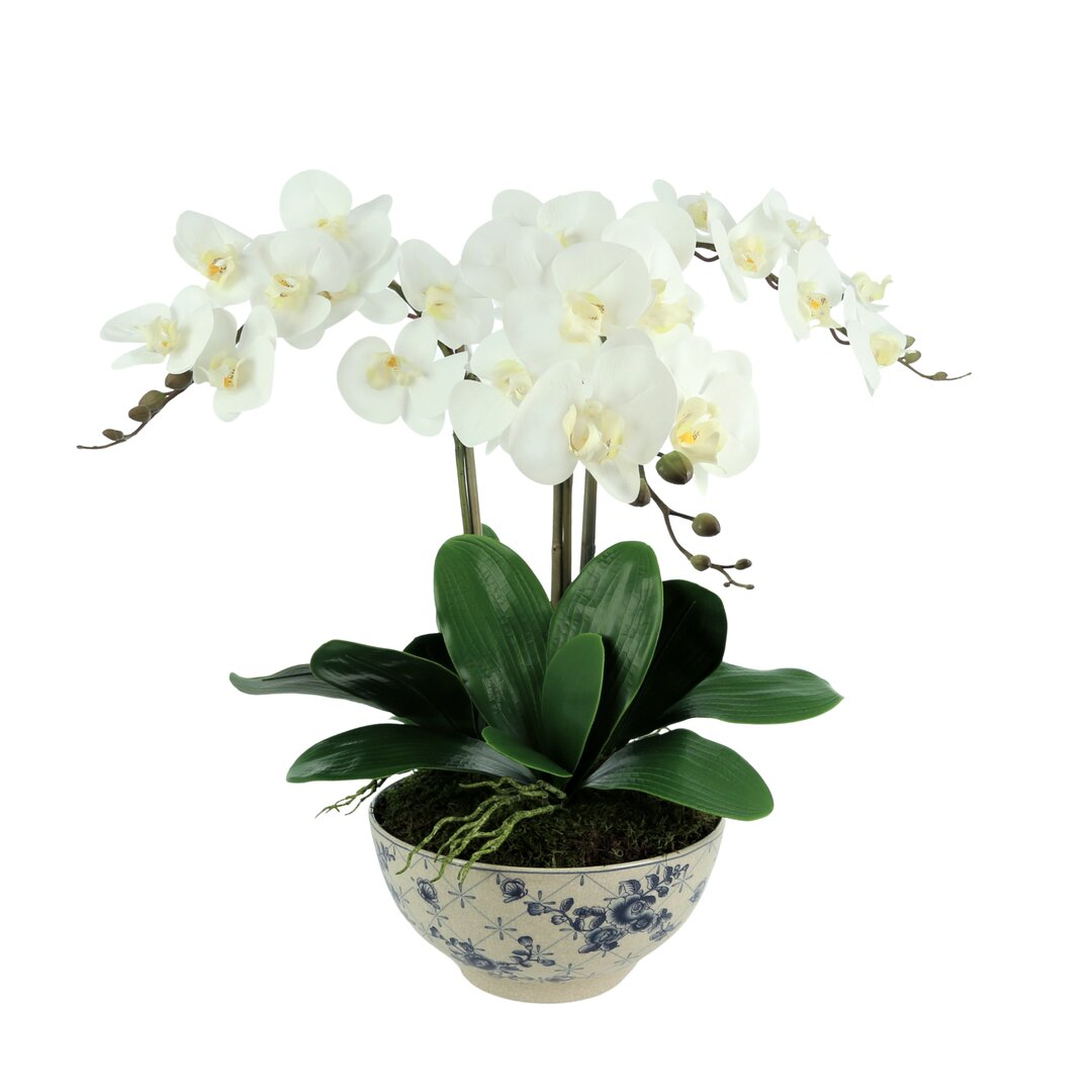 "Creative Displays, Inc. Phalaenopsis Orchid Floral Arrangement in Pot" - Perigold