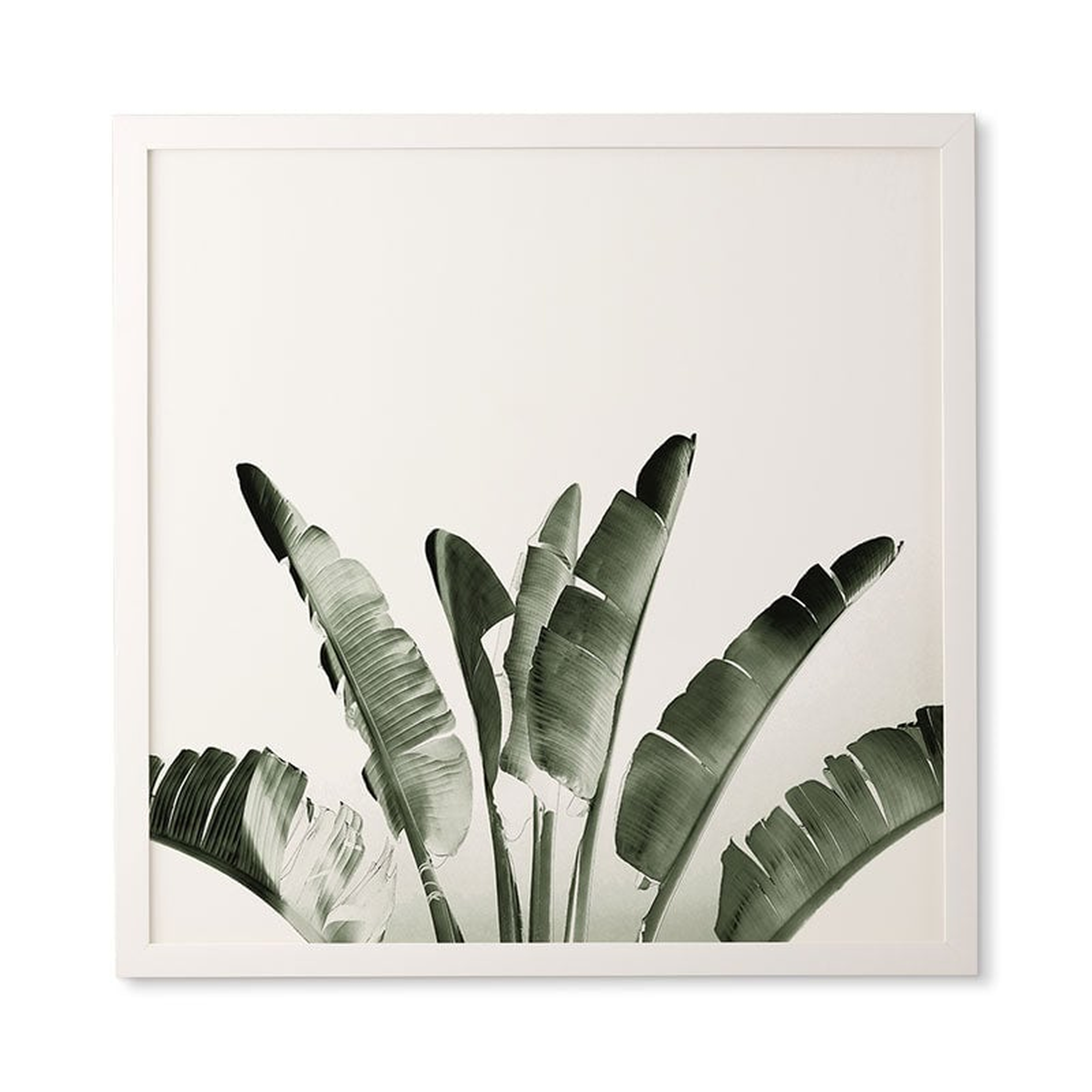 Traveler Palm by Gale Switzer - Framed Wall Art Basic White 30" x 30" - Deny Designs