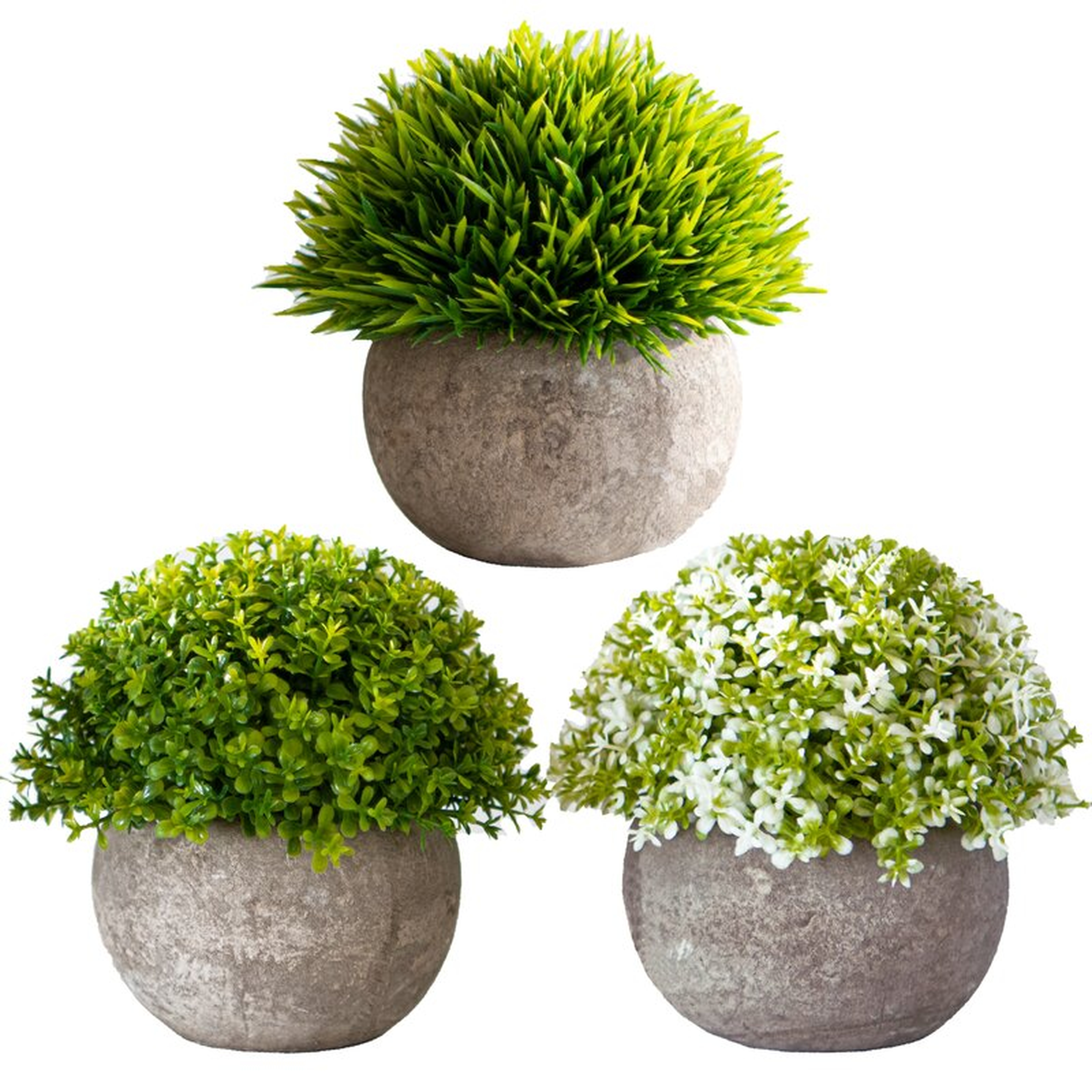 3 Piece Clover Trio Grass in Pot Set - Wayfair