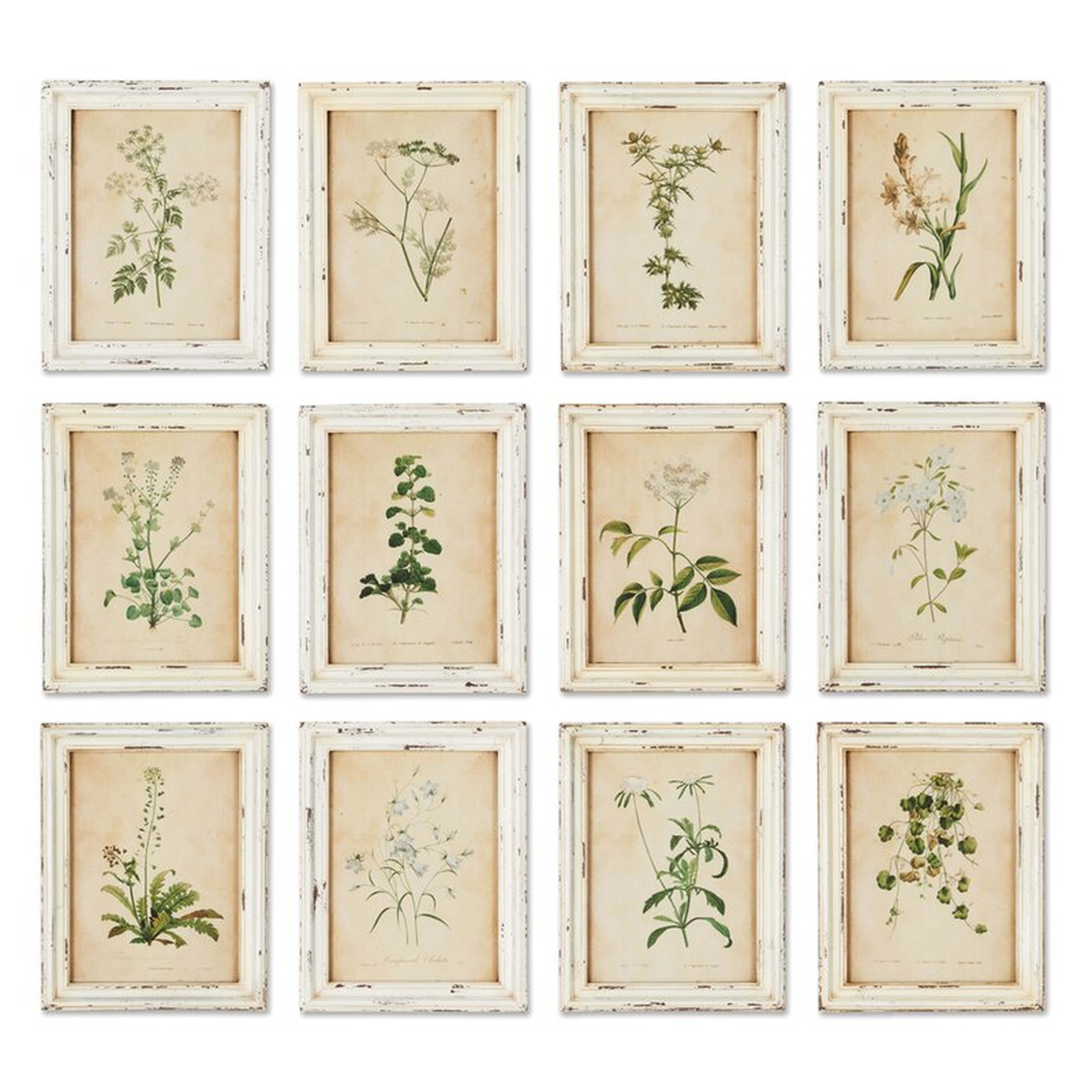 'Wild Flower Botanical' 12 Piece Picture Frame Print Set - Birch Lane