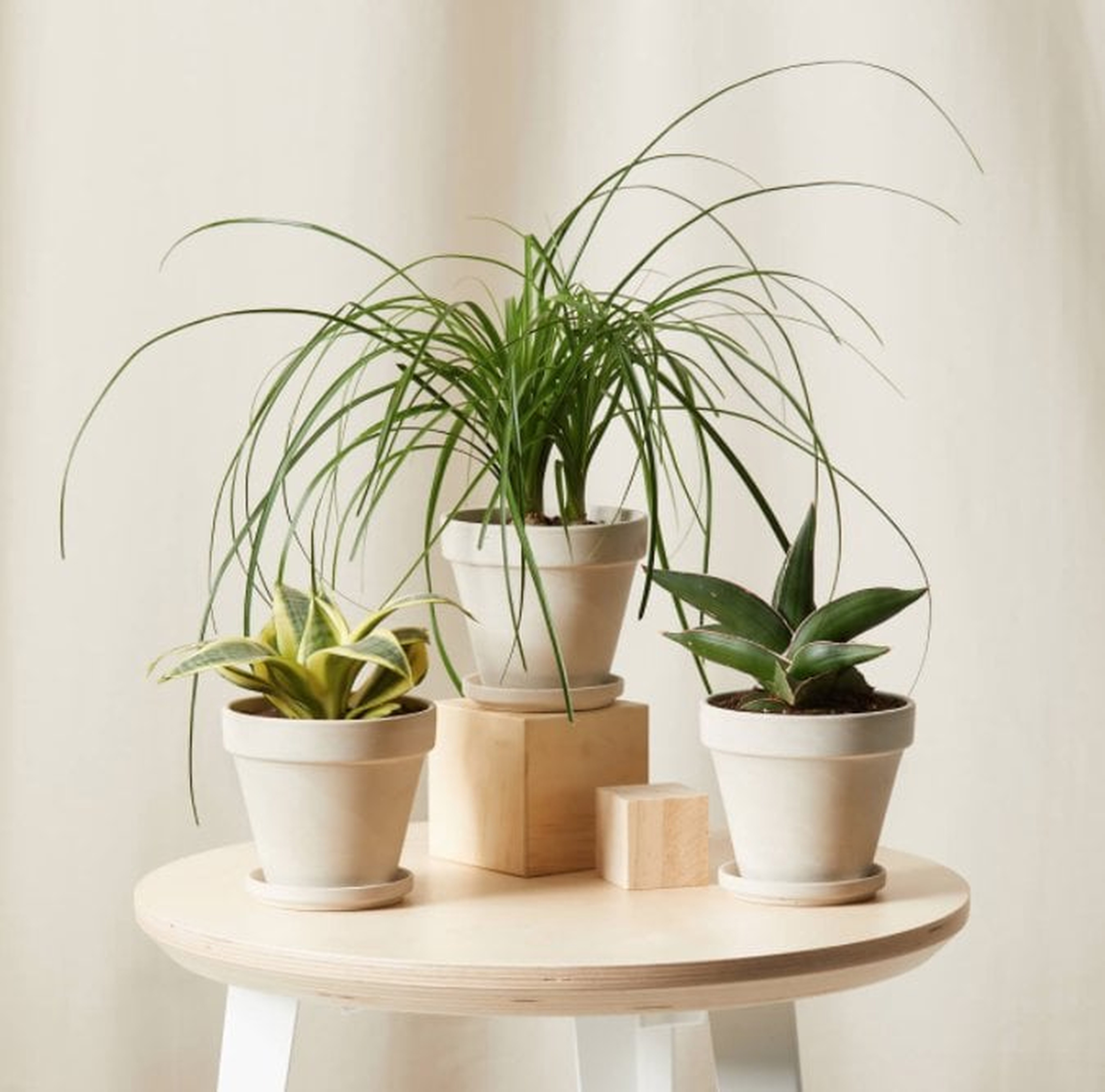 Easy Peasy Collection - 3 plants - alabaster - Bloomscape