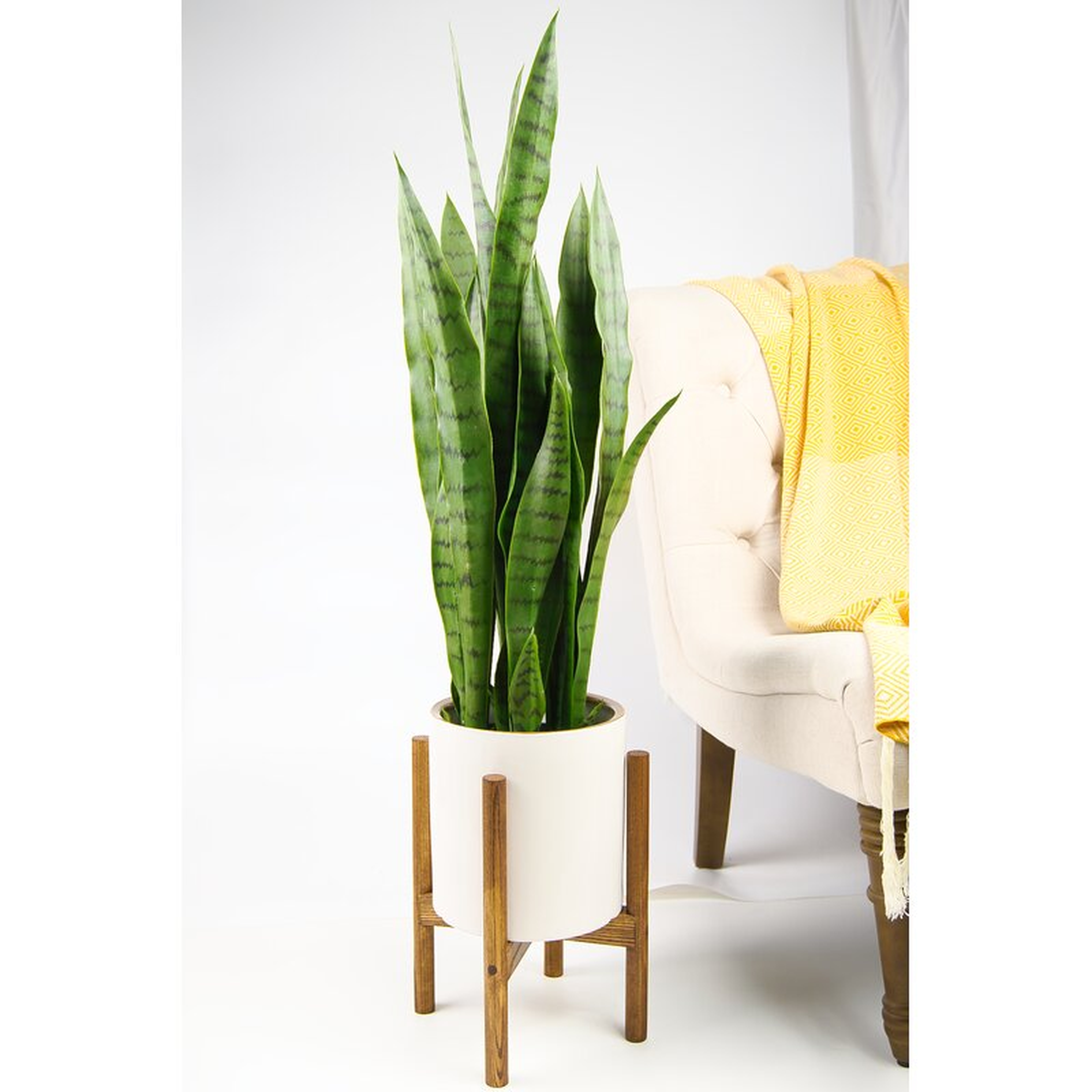 Odessa Ceramic Pot Planter - Wayfair