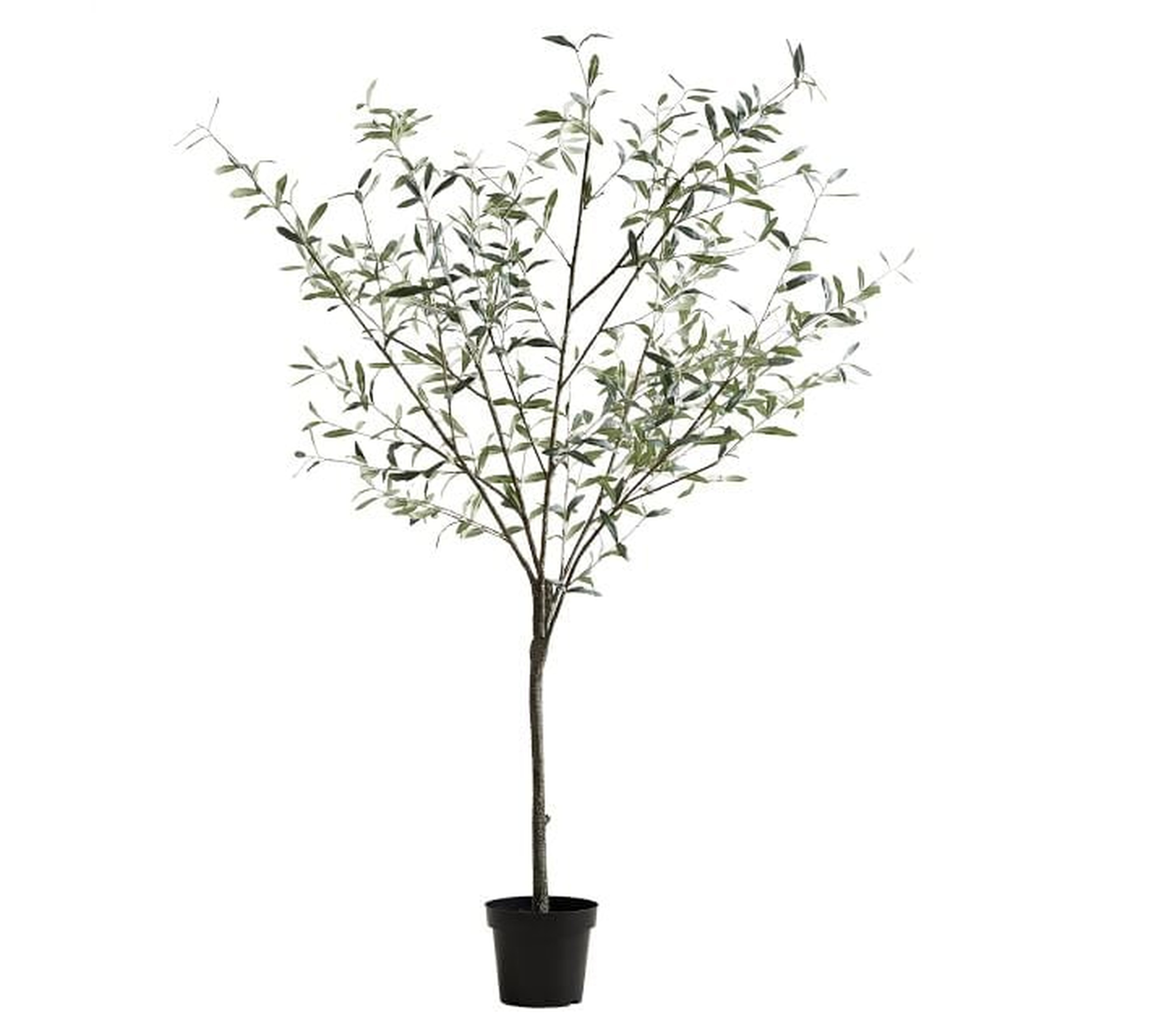 Faux Potted Olive Tree, 7', Green - Pottery Barn
