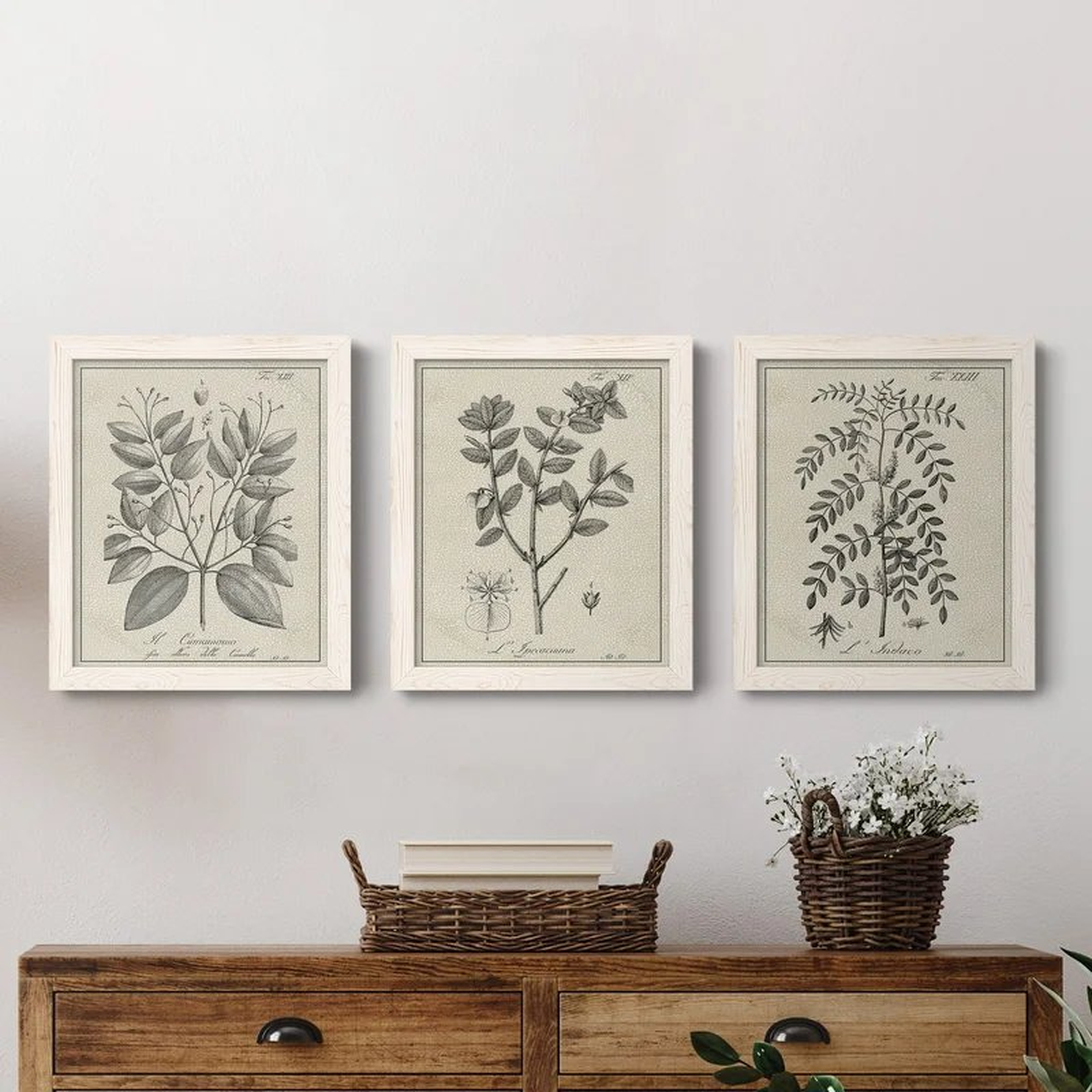 Antique Black And White Botanical VII - 3 Piece Picture Frame Drawing Print Set on Canvas - Wayfair