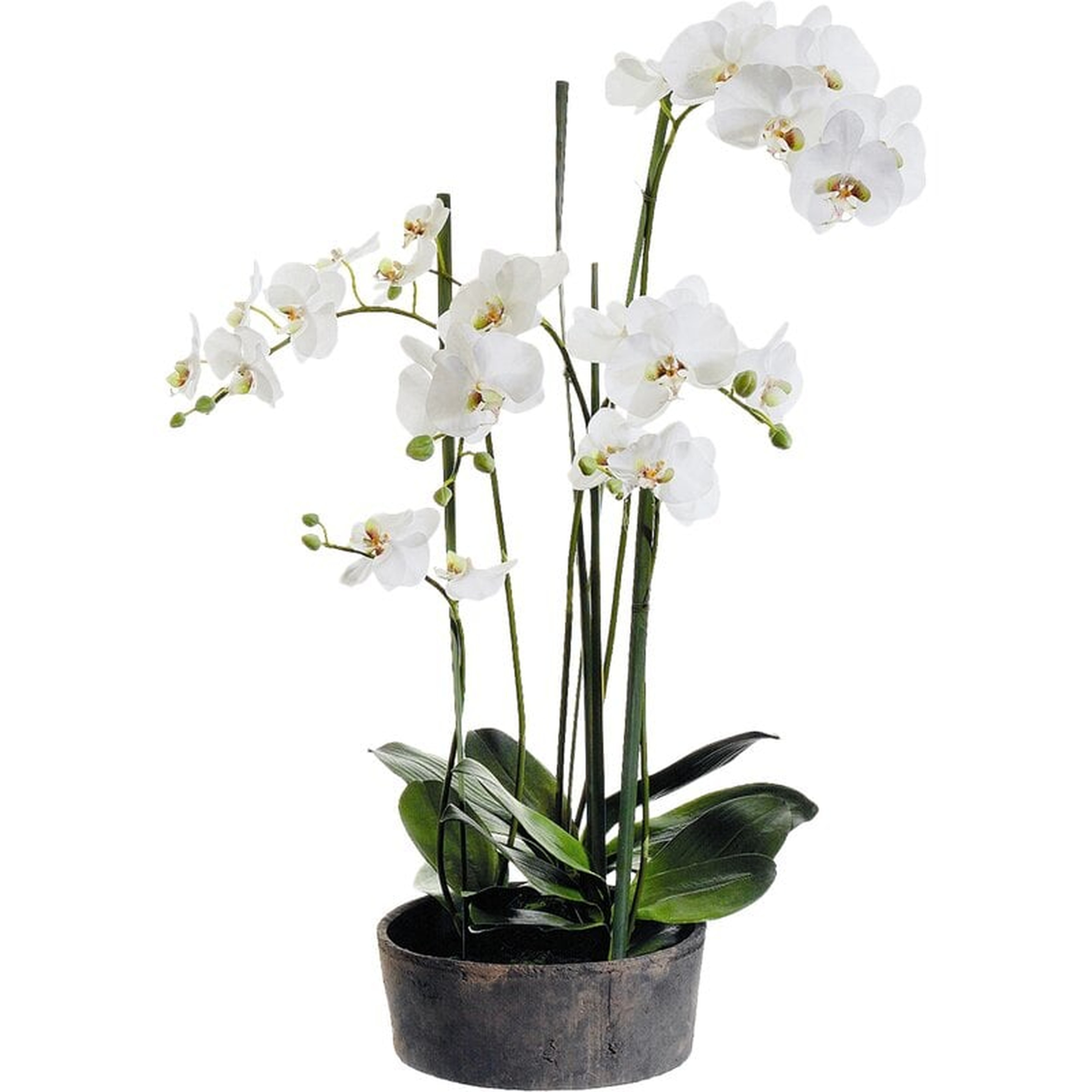 Faux Phalaenopsis Orchids with Clay Pot - Wayfair