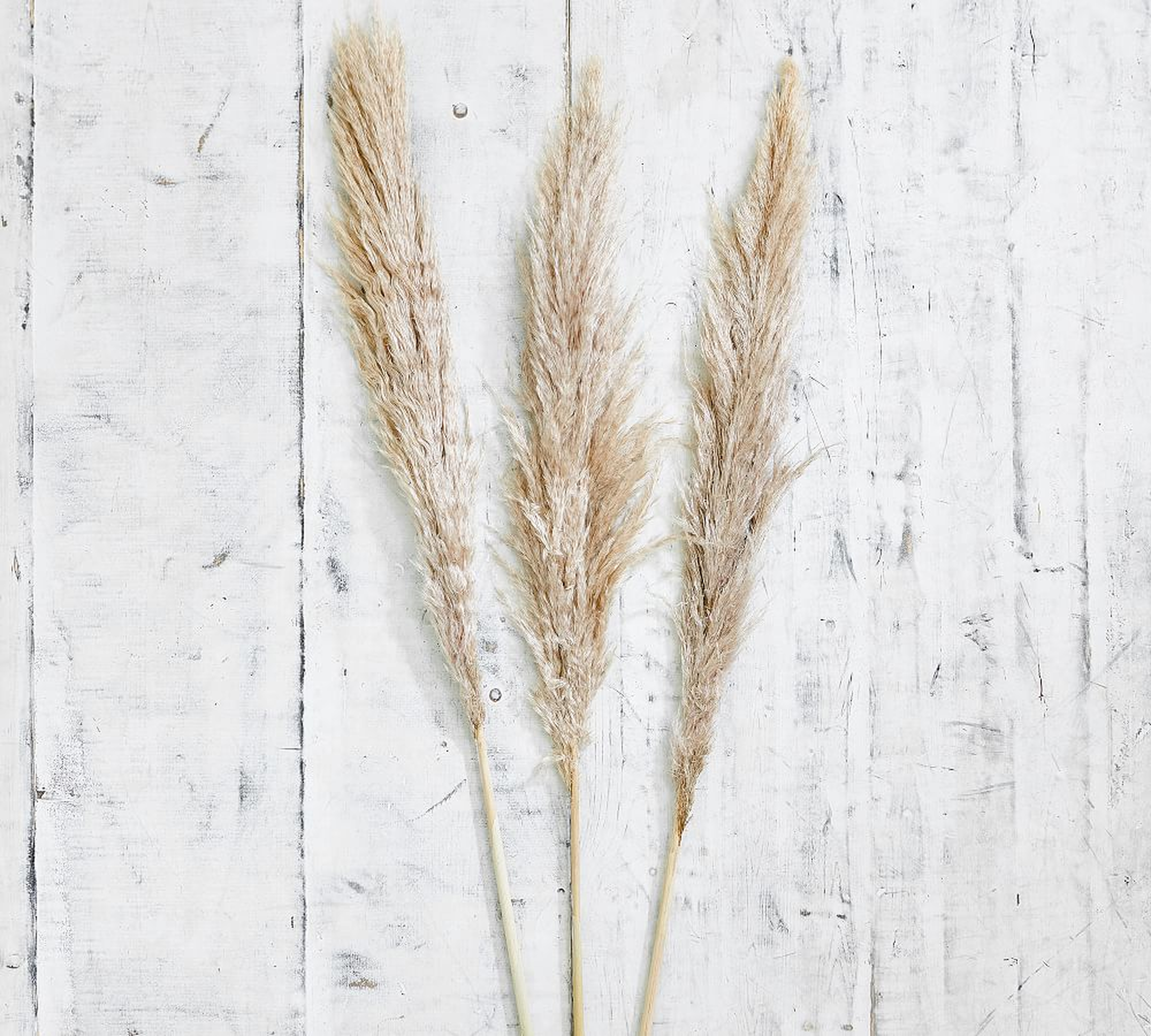Dried Pampas Grass Branches, Natural - Set of 3 - Pottery Barn
