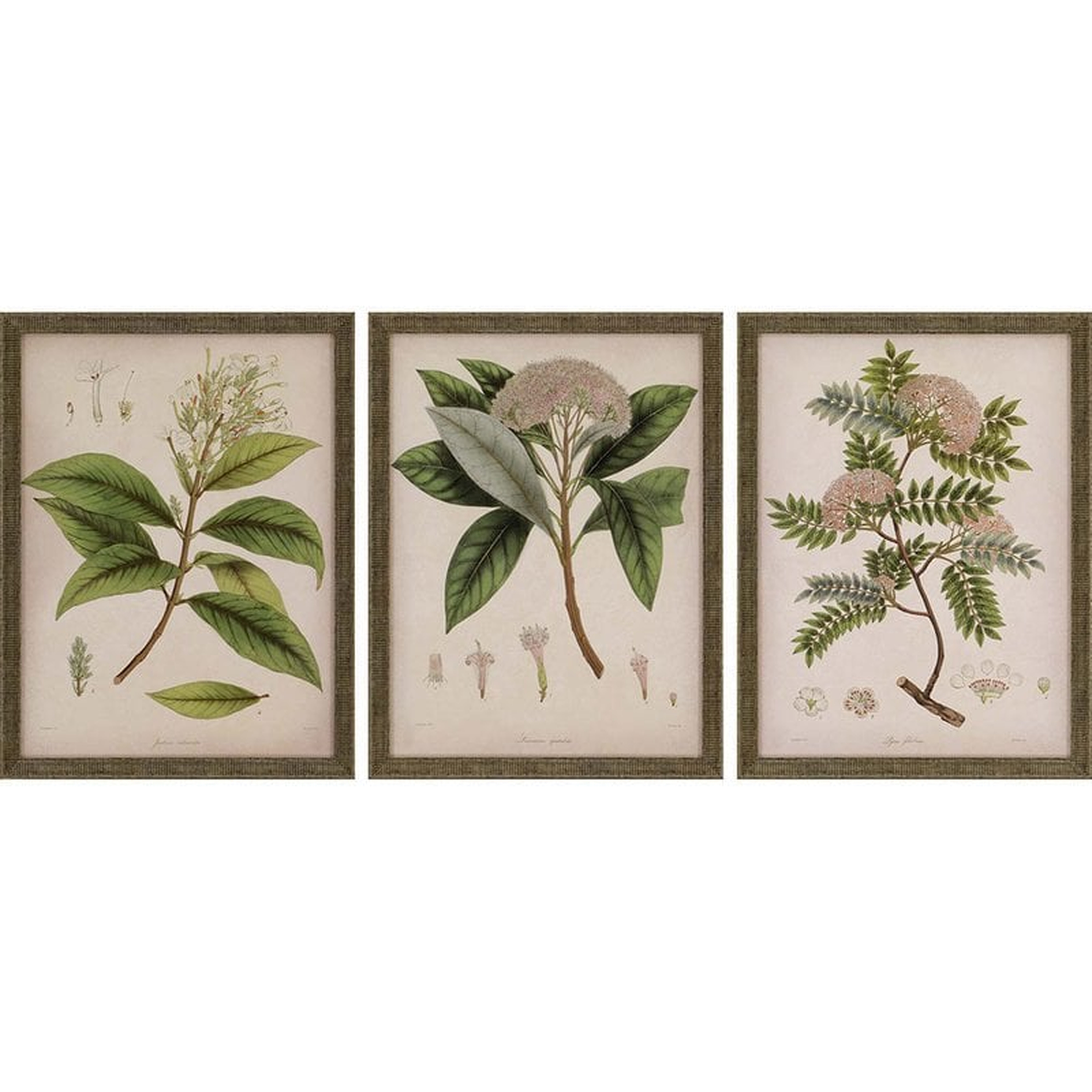 'Plants II' 3 Piece Picture Frame Graphic Art Set - Birch Lane
