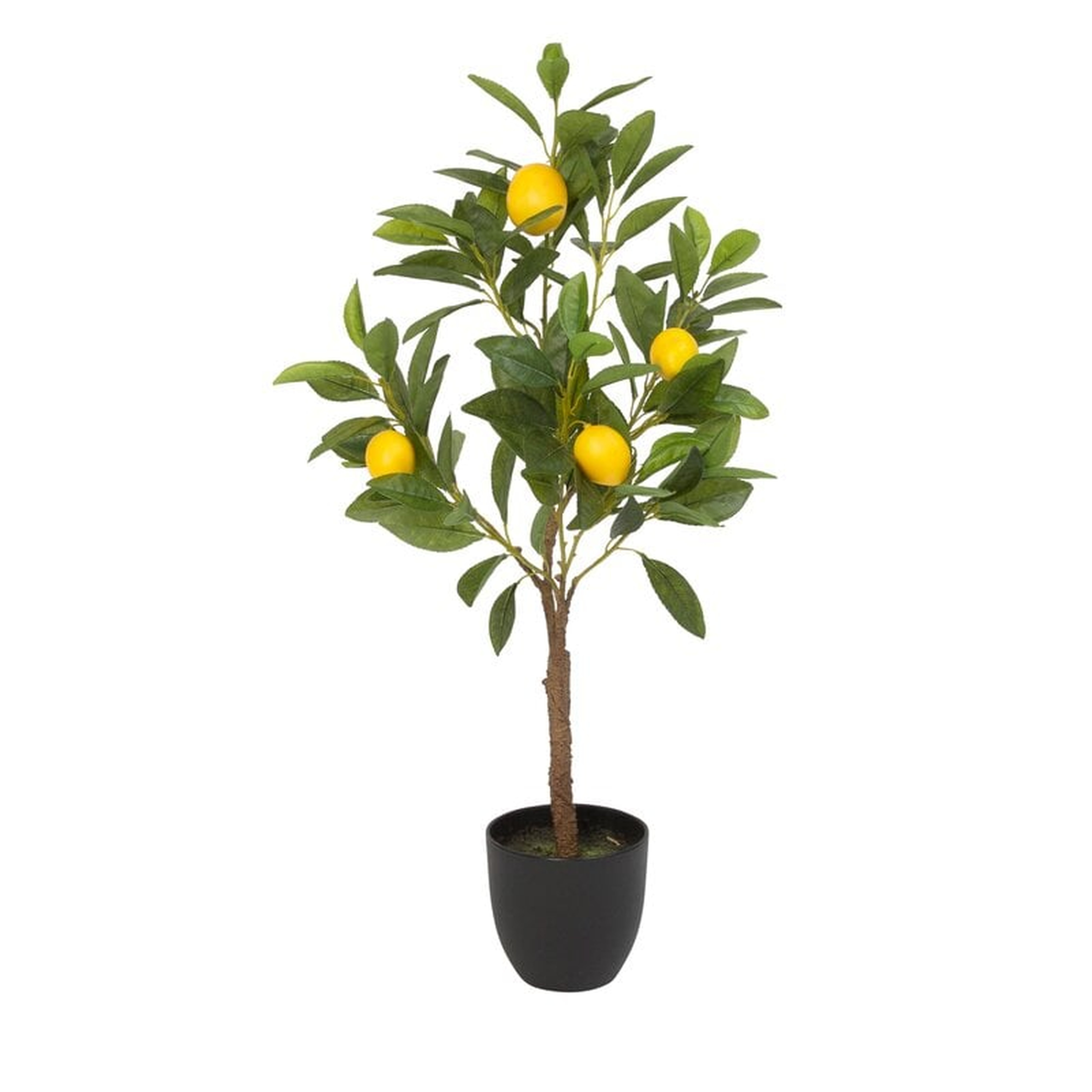 Lemon Tree in Pot - Wayfair