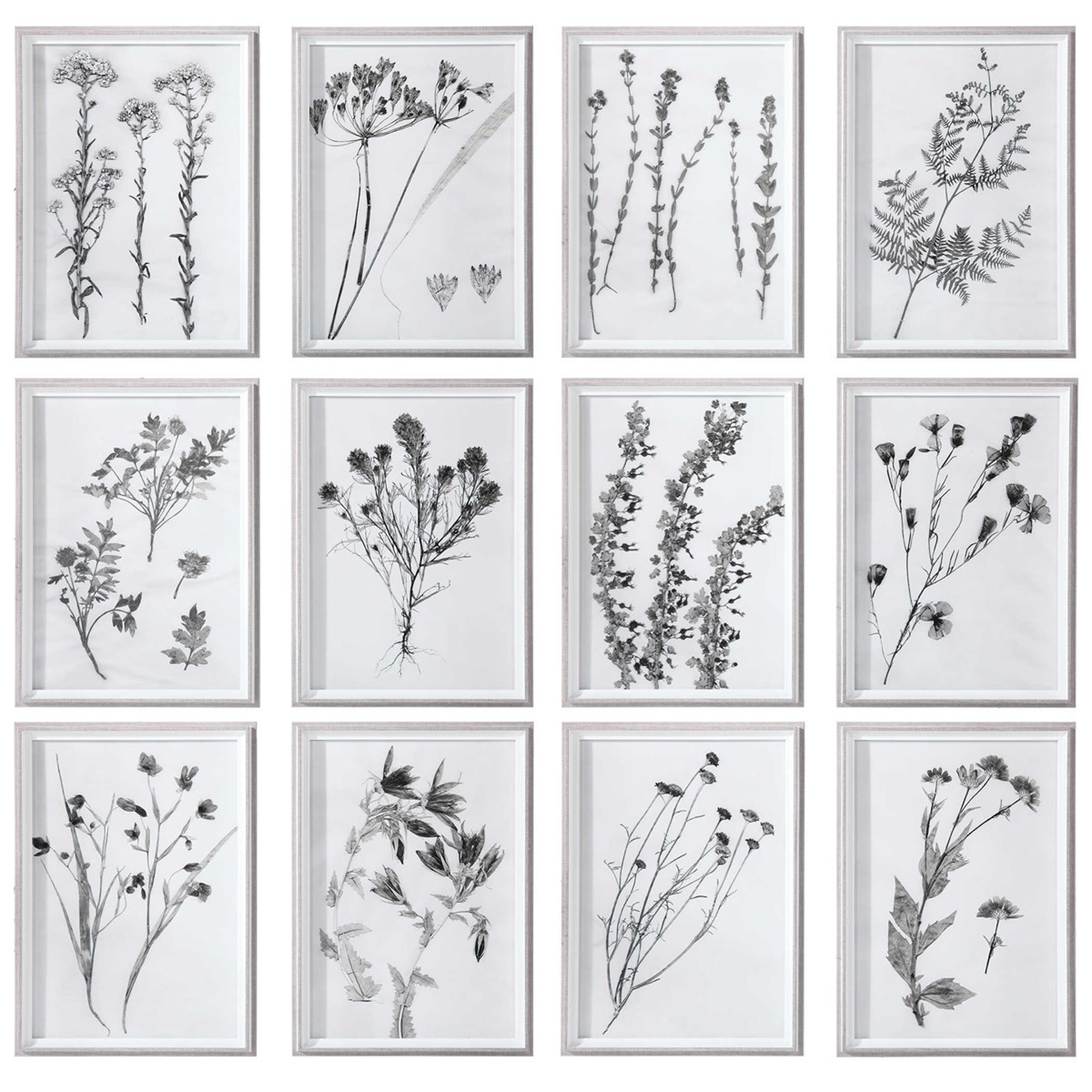 Contemporary Botanicals Framed Prints, Set of 12 - Hudsonhill Foundry