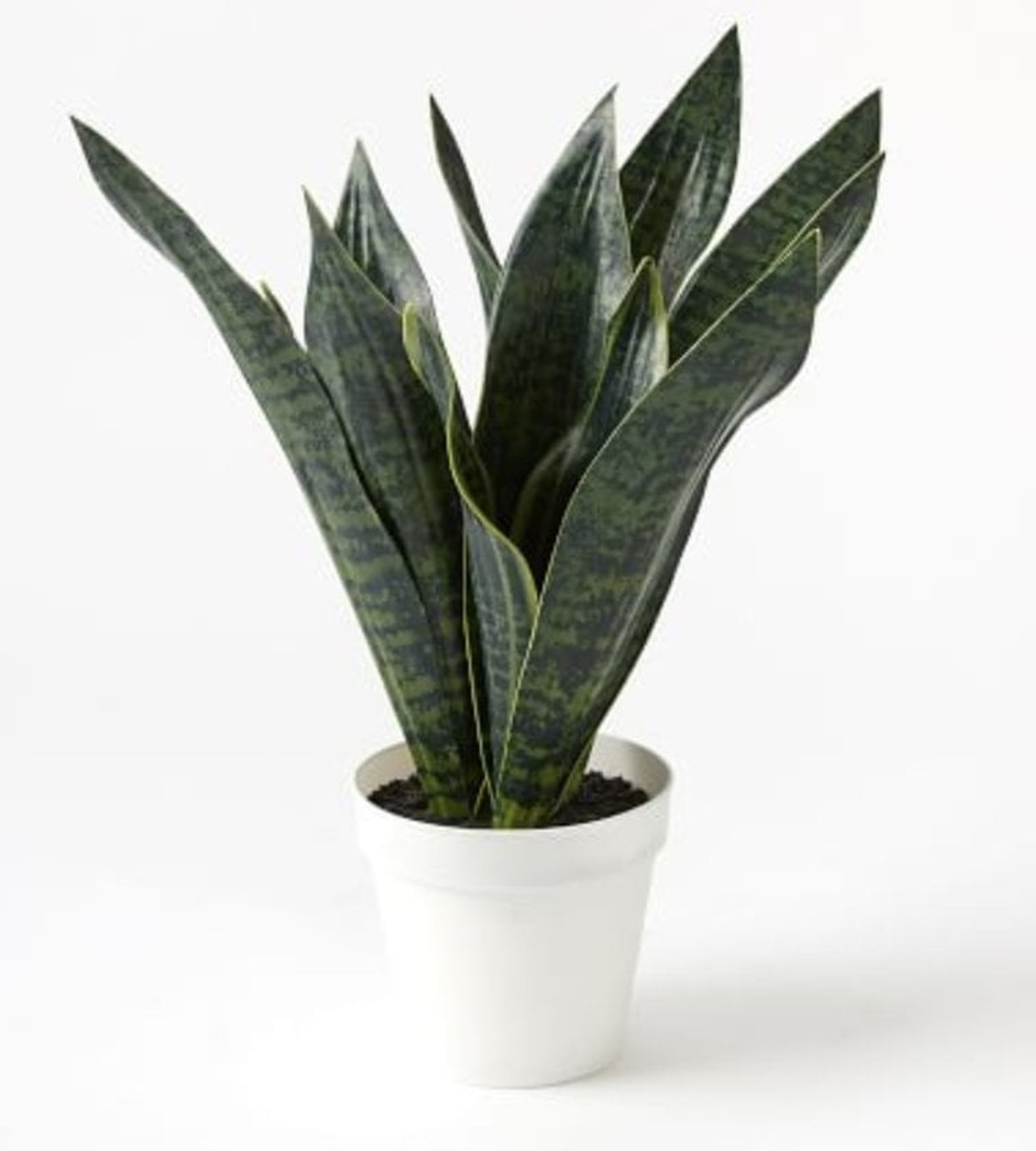 Faux Potted Snake Plant - West Elm