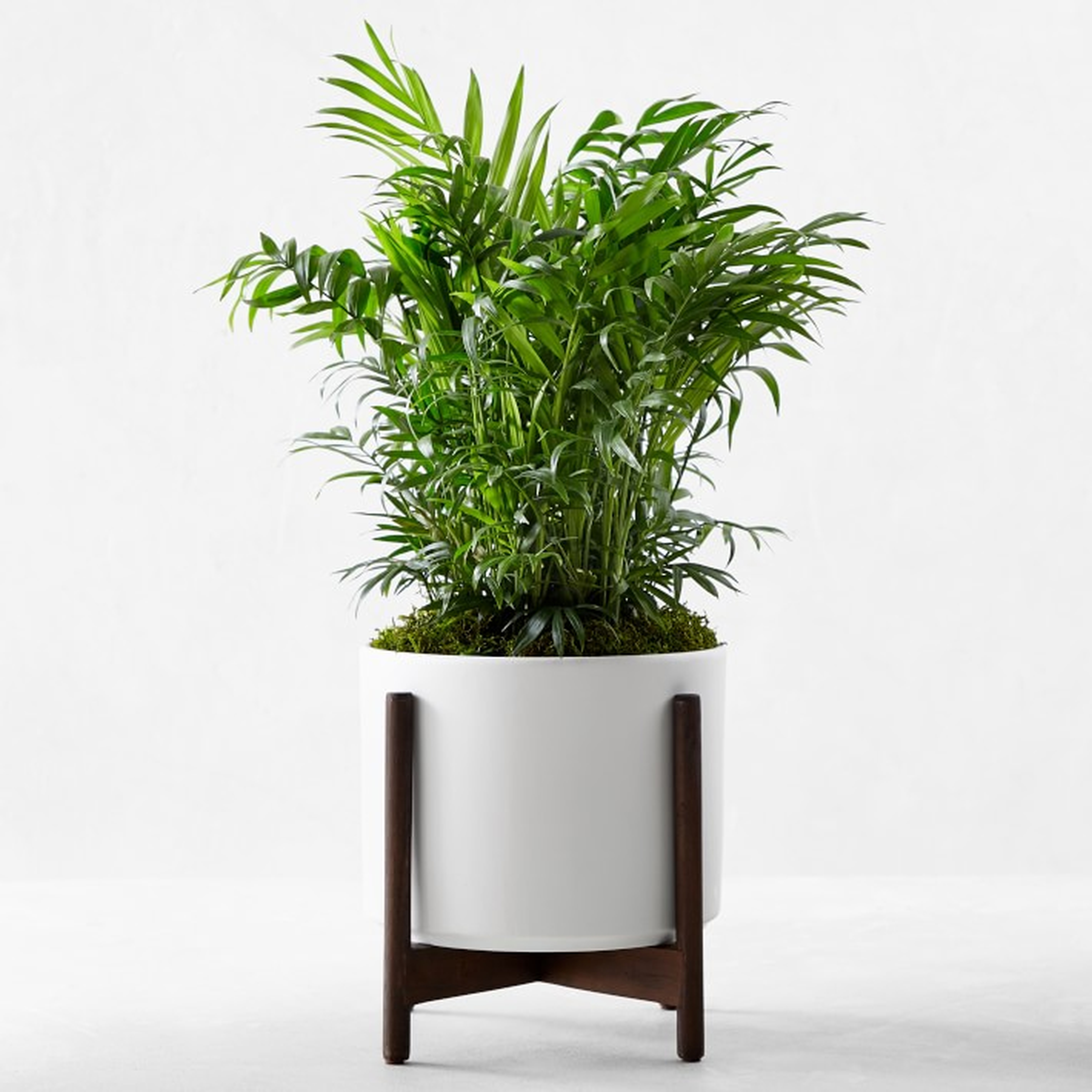 Leon &amp; George Parlor Palm Potted Plant, Small, White - Williams Sonoma