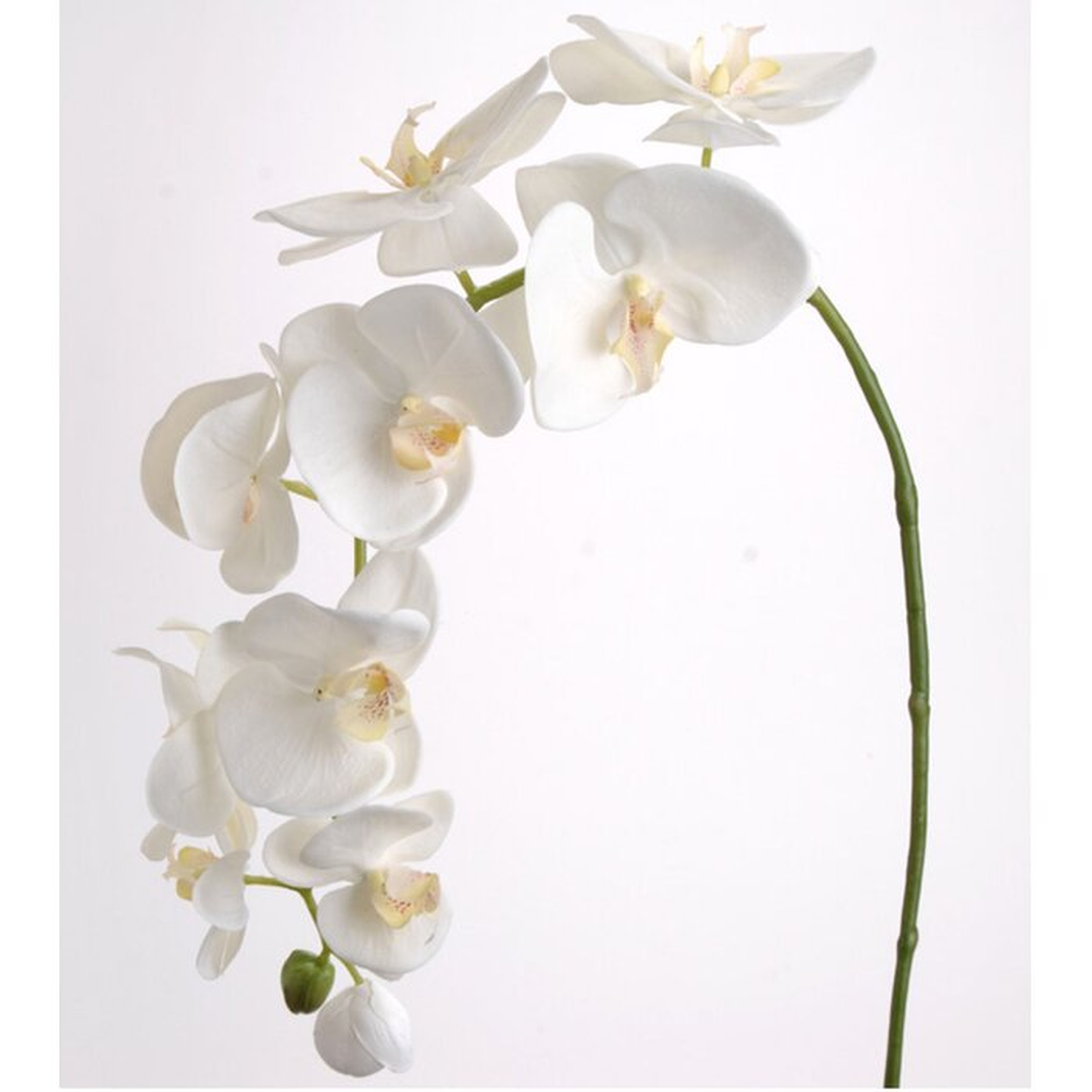 Phalaenopsis Orchid SprayPhalaenopsis Orchid Spray - Wayfair