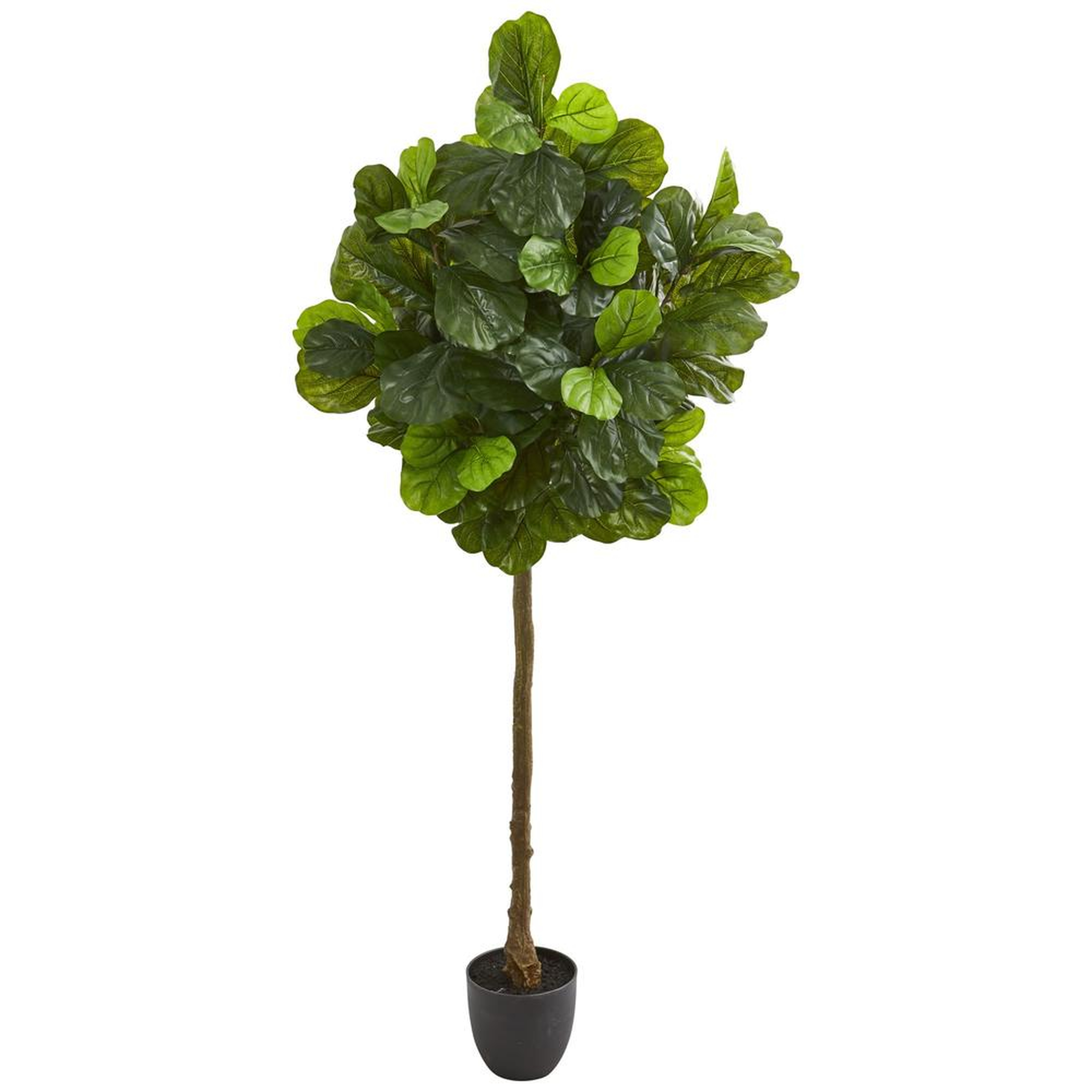 6’ Fiddle Leaf Artificial Tree (Real Touch) - Fiddle + Bloom