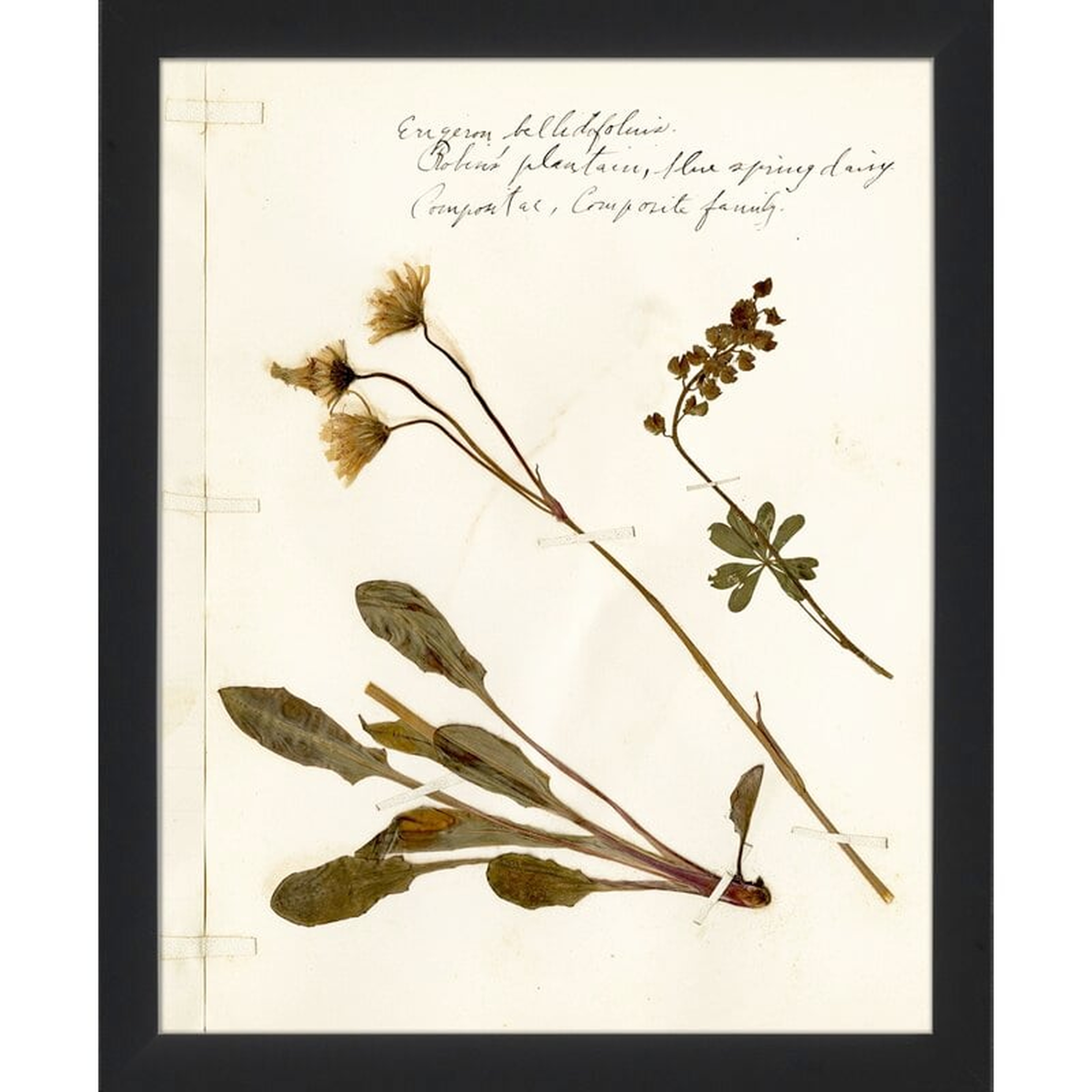Providence Art Pressed Botanical 22 by No Artist - Picture Frame Print - Perigold
