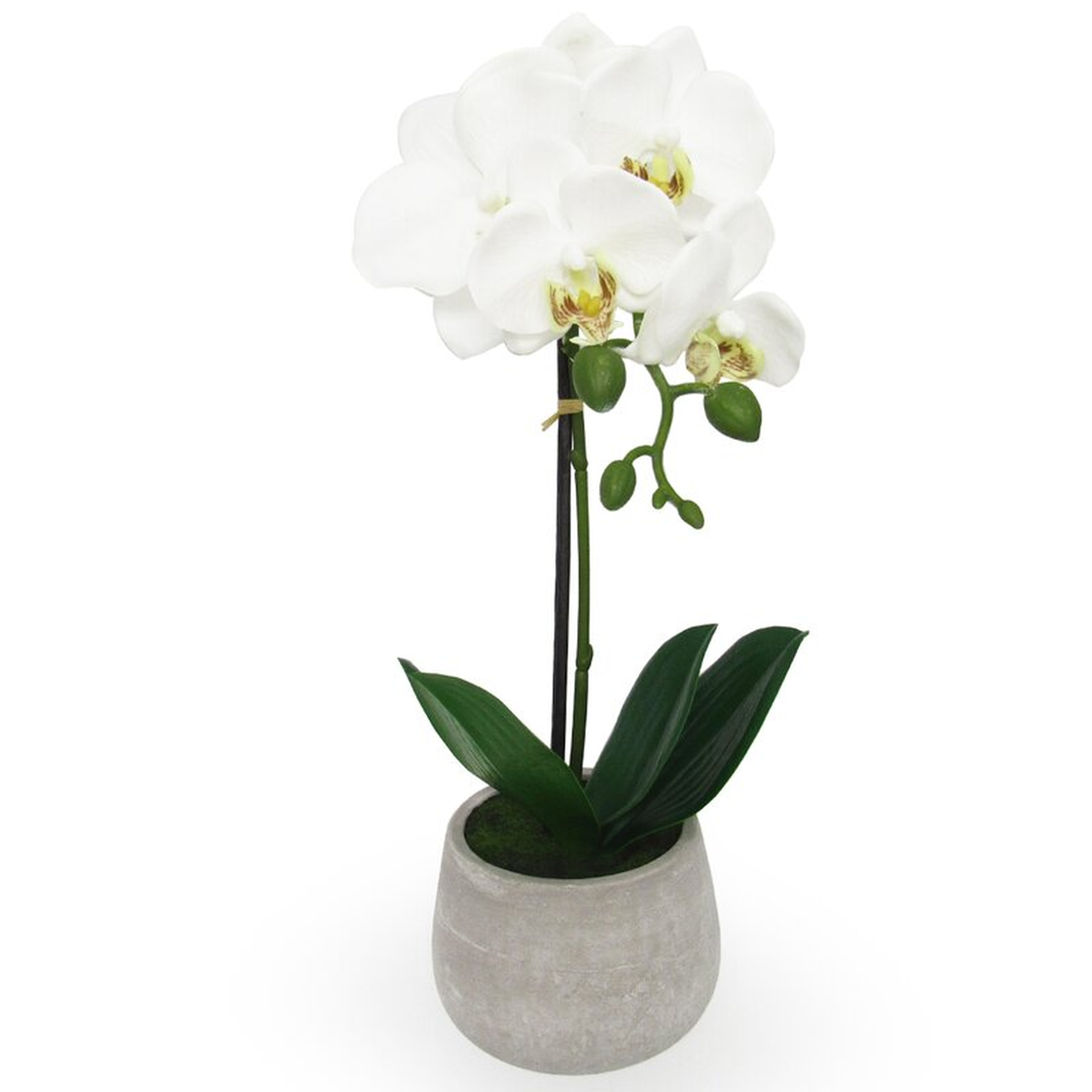 Phalaenopsis Orchids Floral Arrangements in Pot - Wayfair
