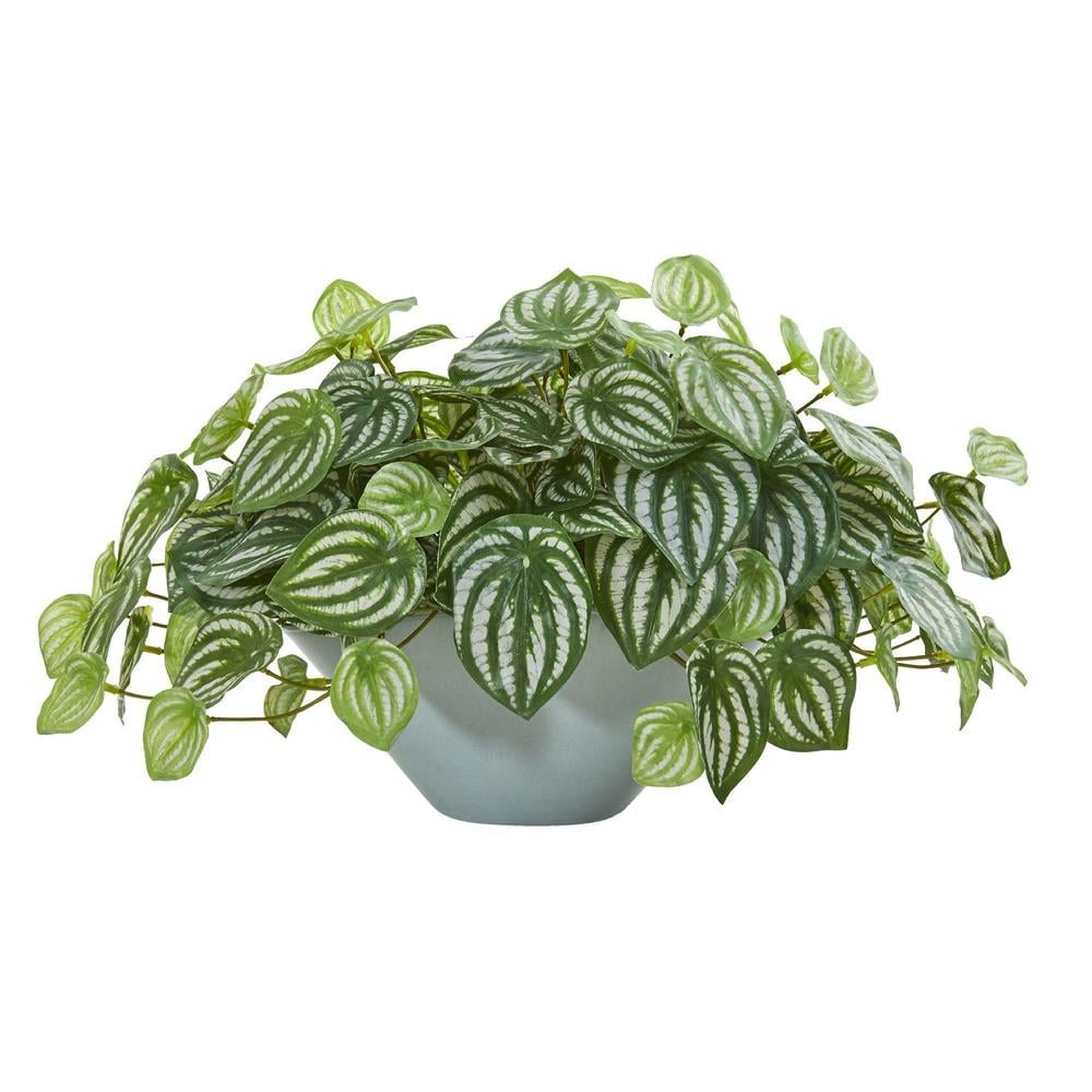 19" Watermelon Peperomia Artificial Plant in Vase - Fiddle + Bloom