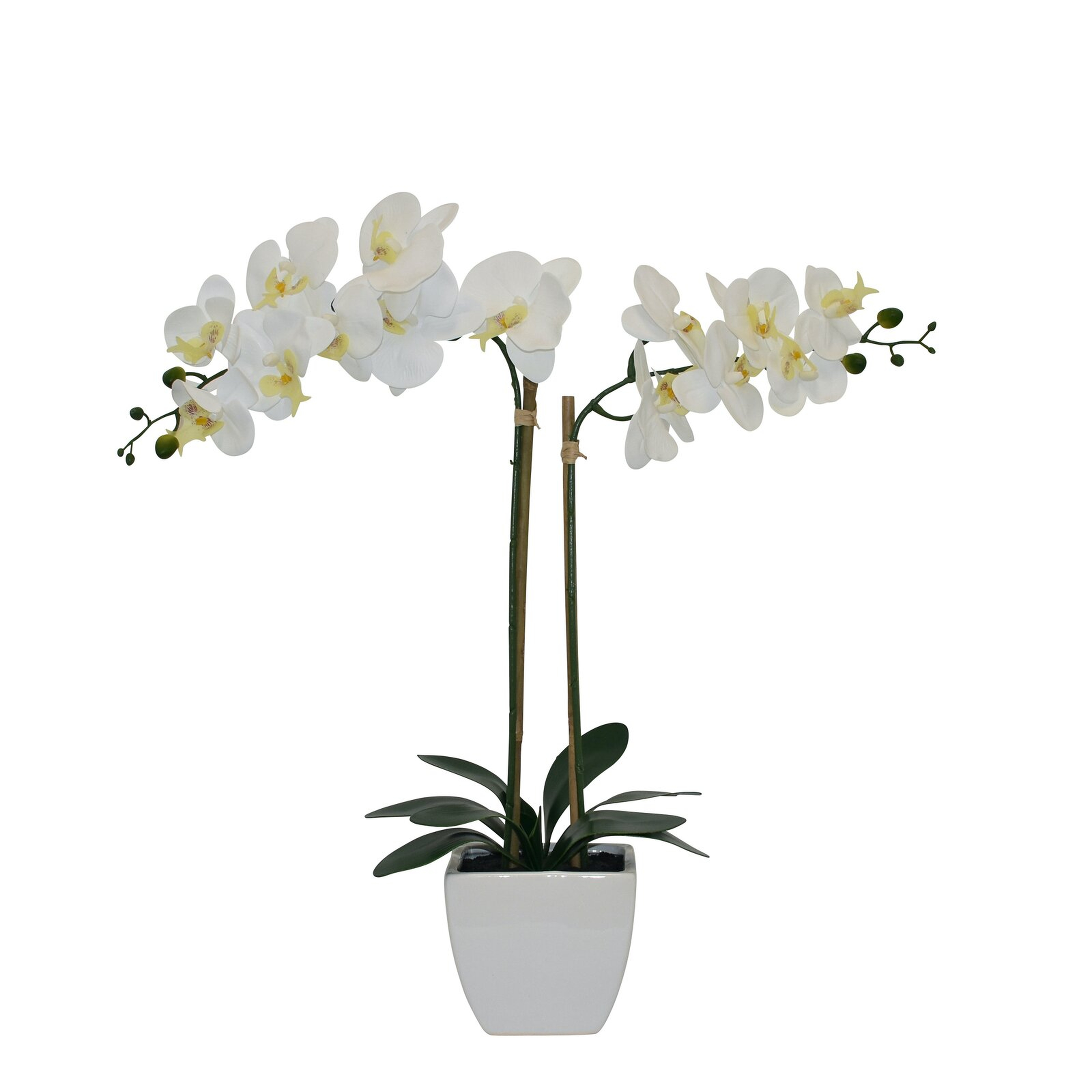 Orchids Floral Arrangements in Pot - Wayfair