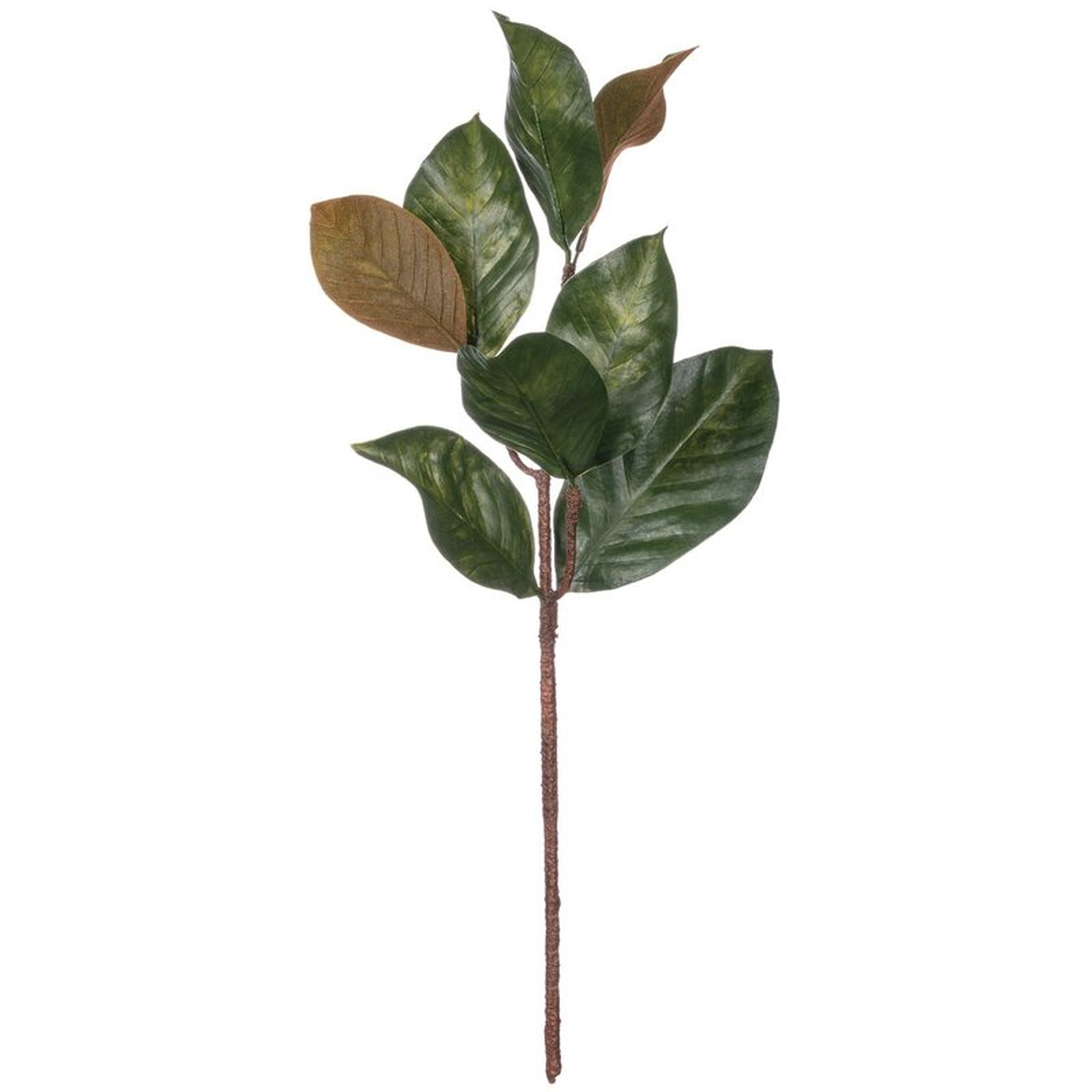 Magnolia Leaf Stem - Wayfair