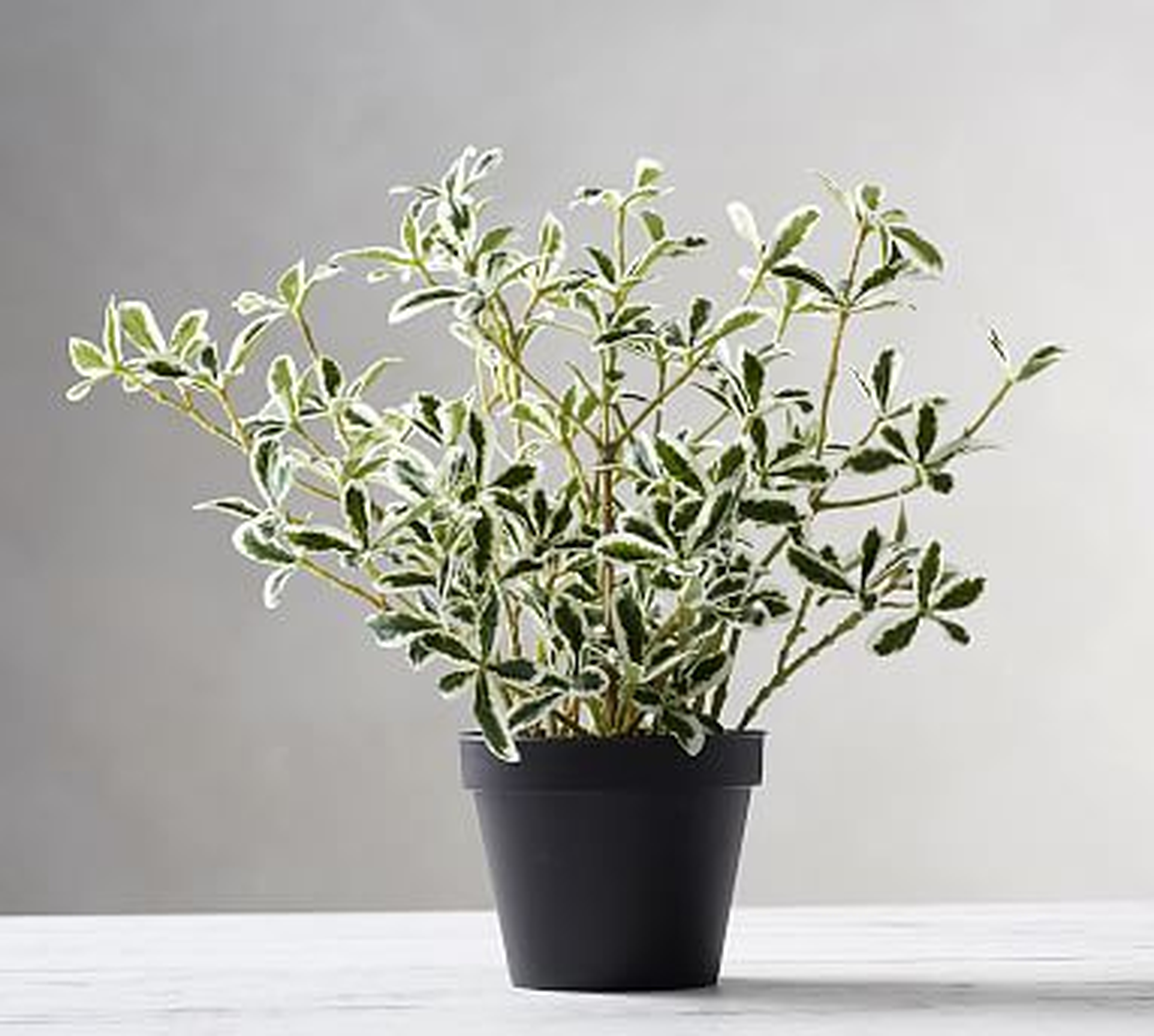 Potted Variegated Mirror Houseplant - Pottery Barn
